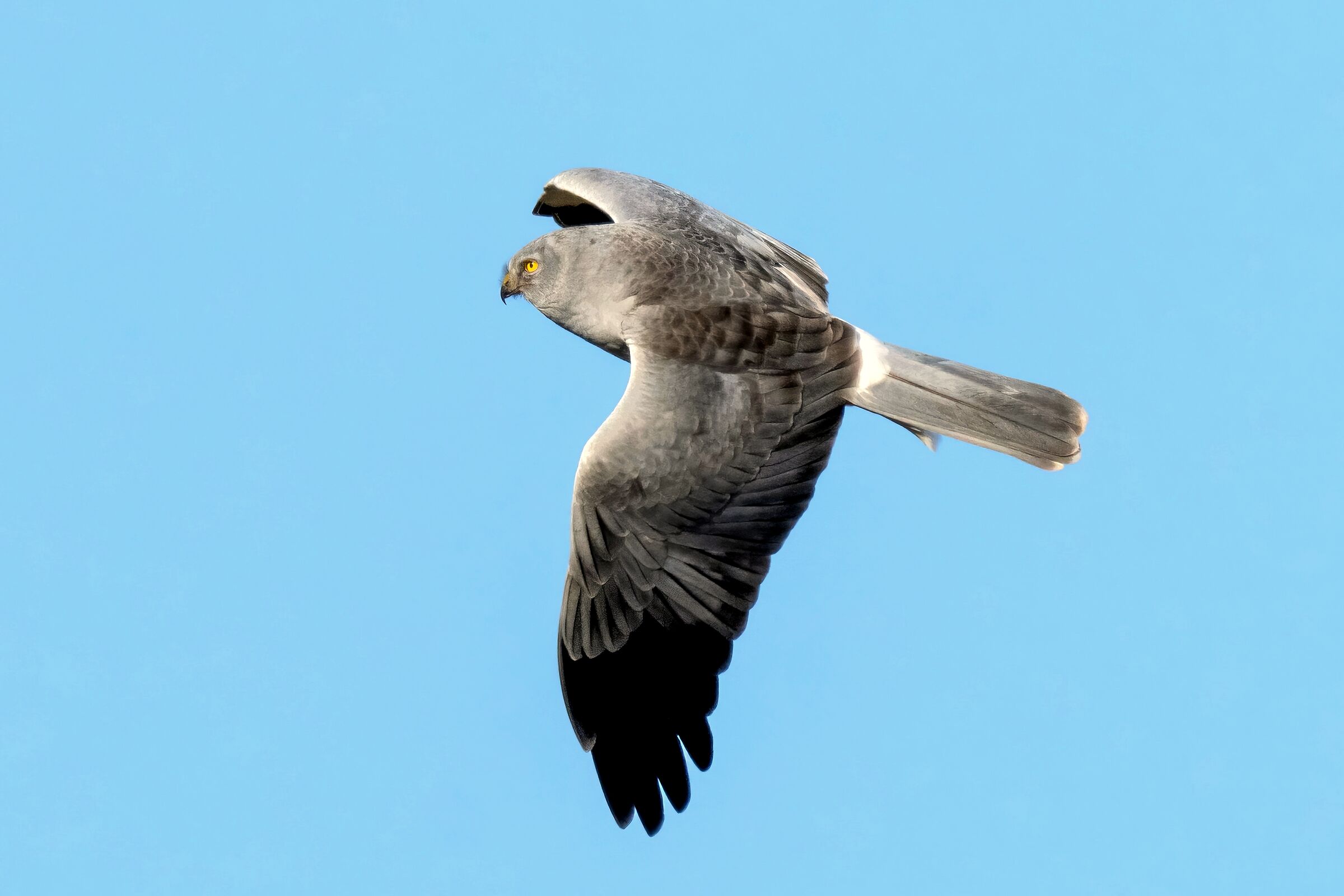 Hen Harrier (Circus cyaneus)