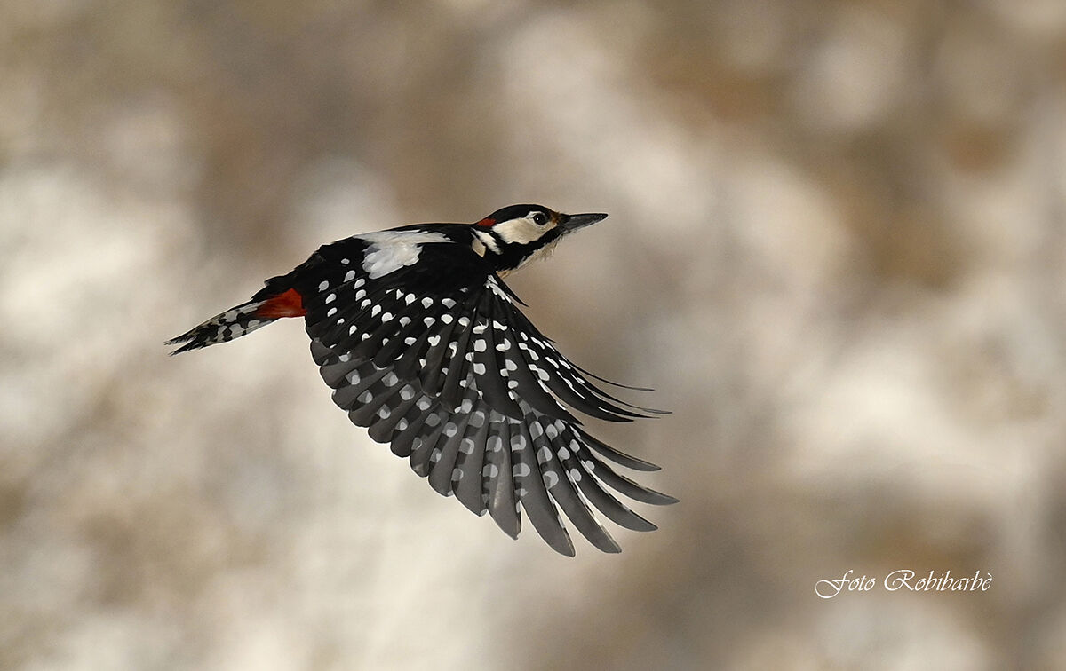 Roso Maggiore in flight...