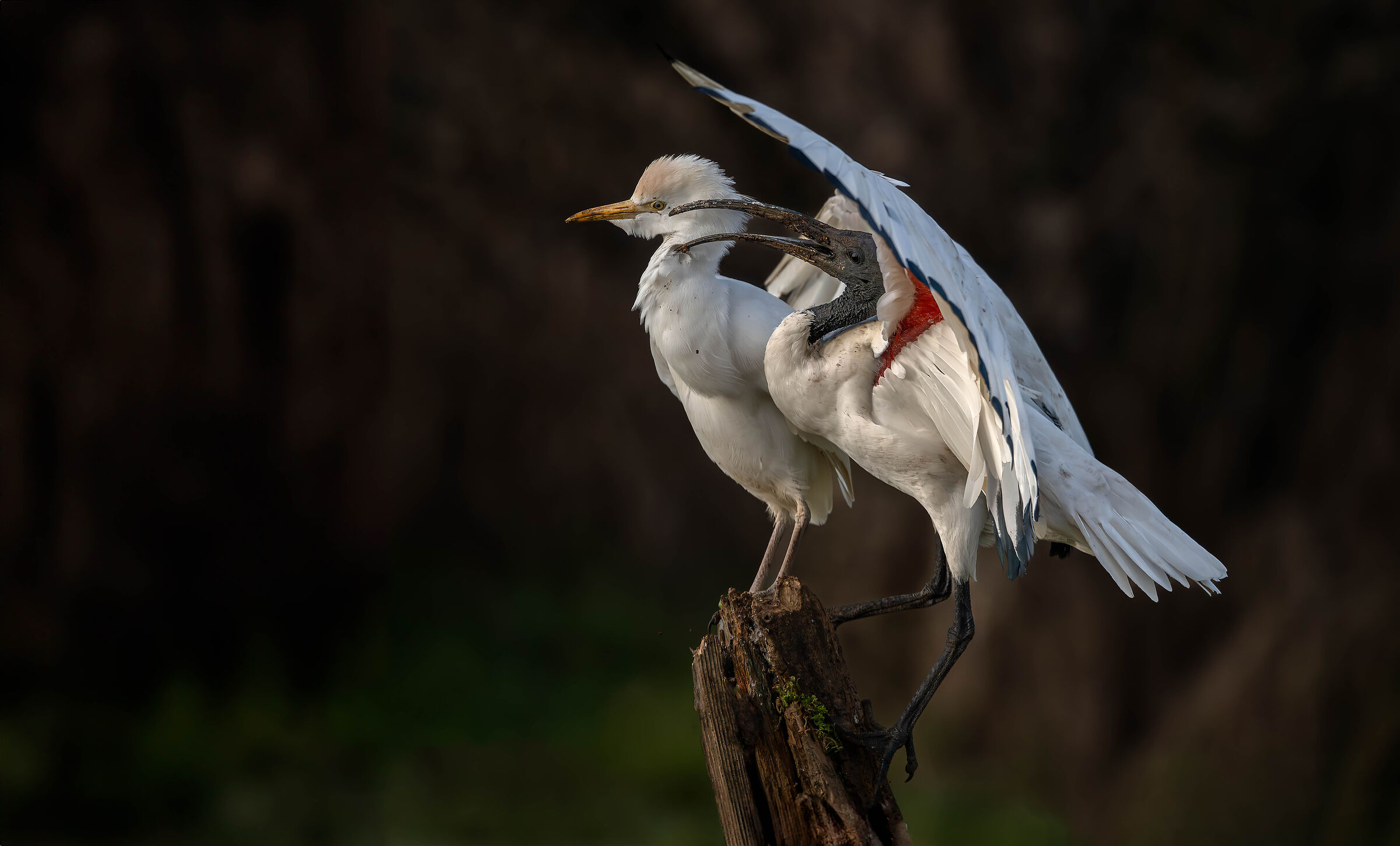 Sacred Ibis and Cattle Egrets