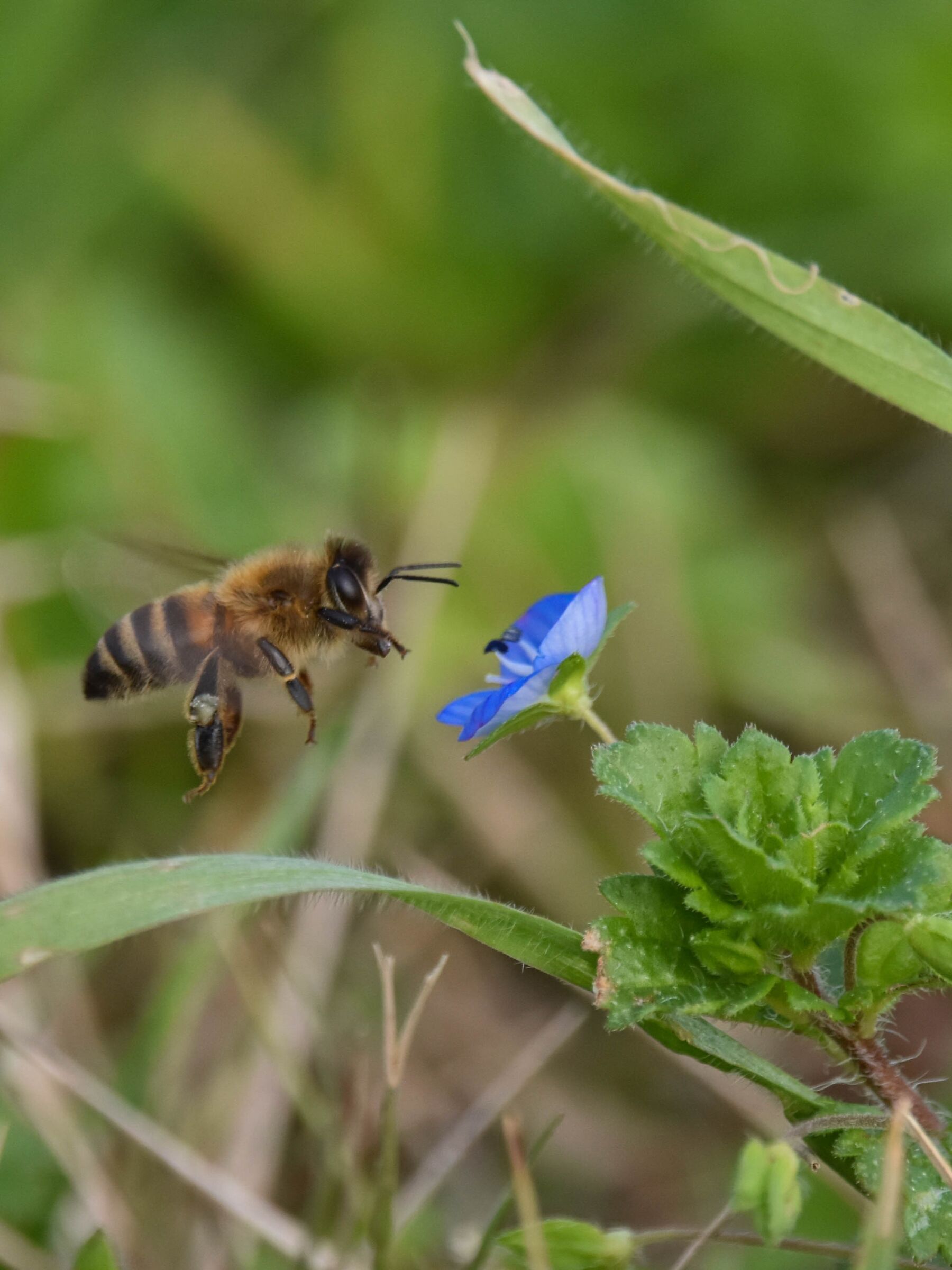 Ape davanti a fiore di Veronica persica