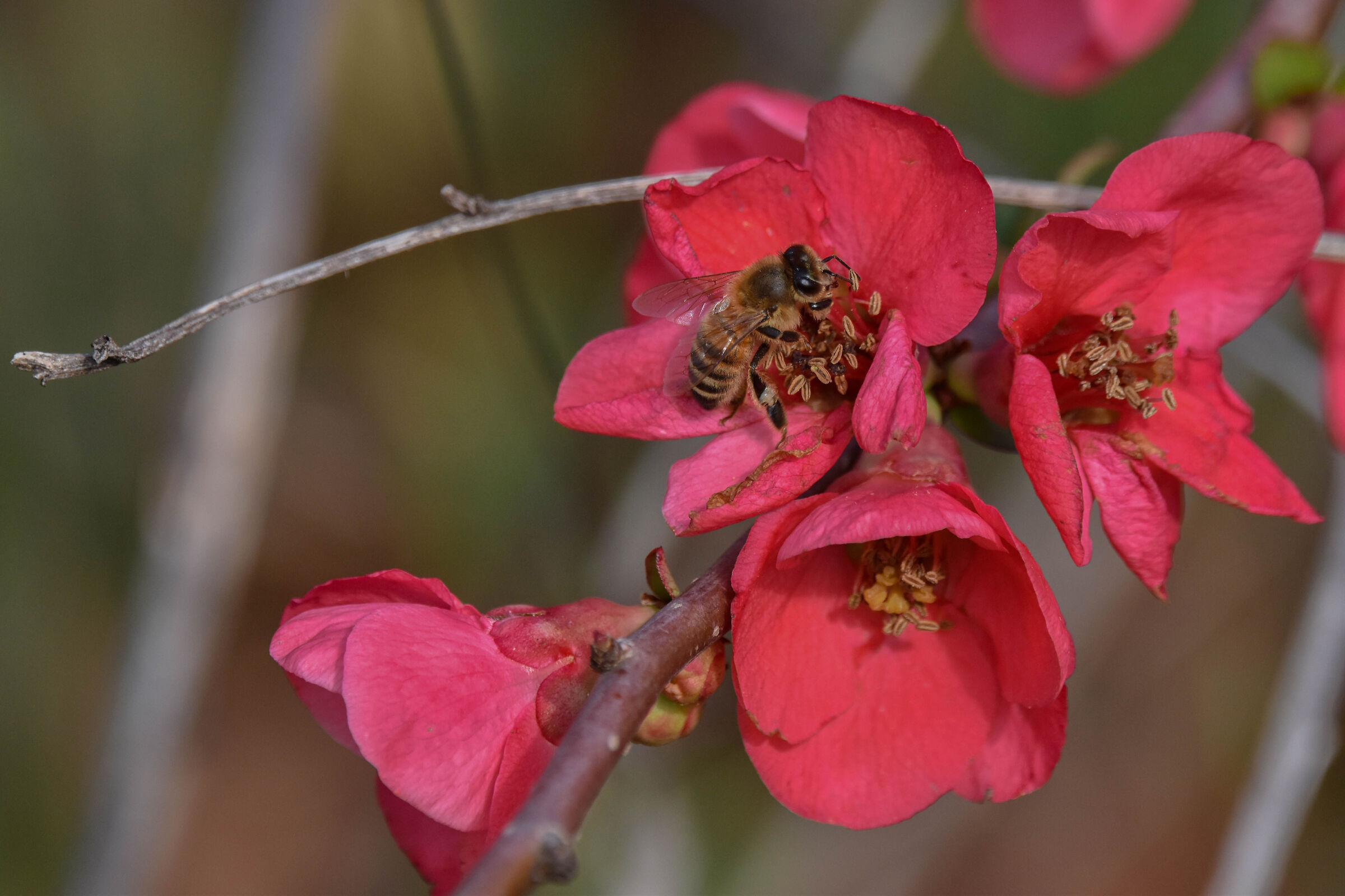 Ape dentro fiore di pesco ornamentale giapponese