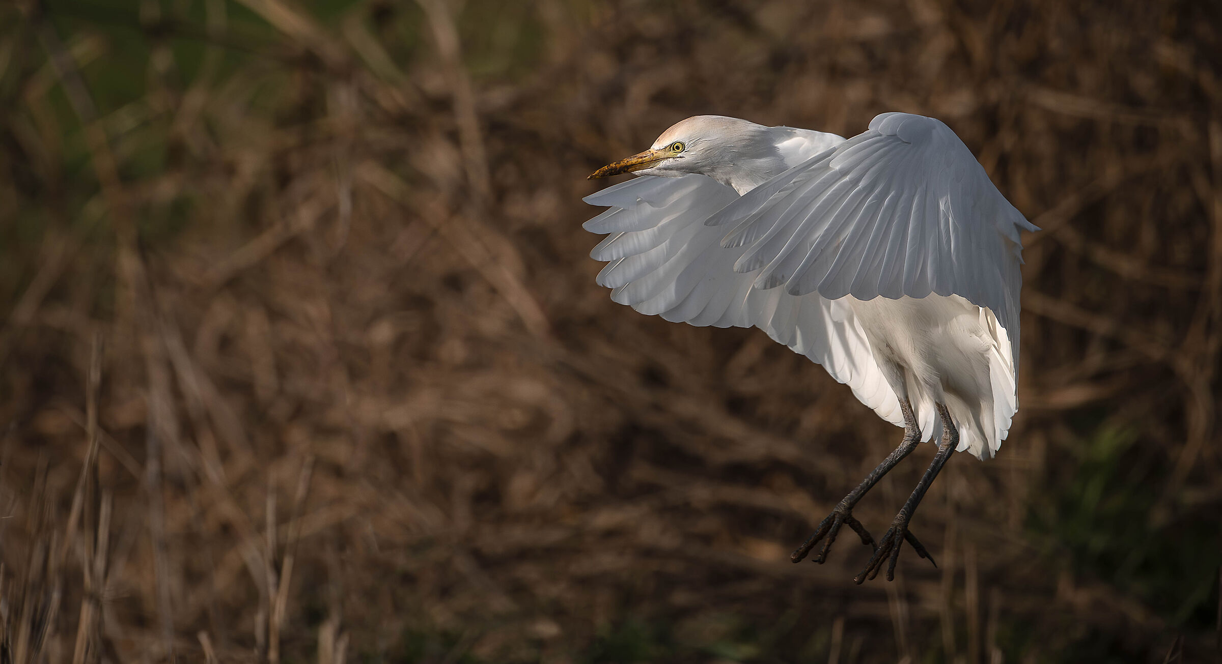 Cattle Egret