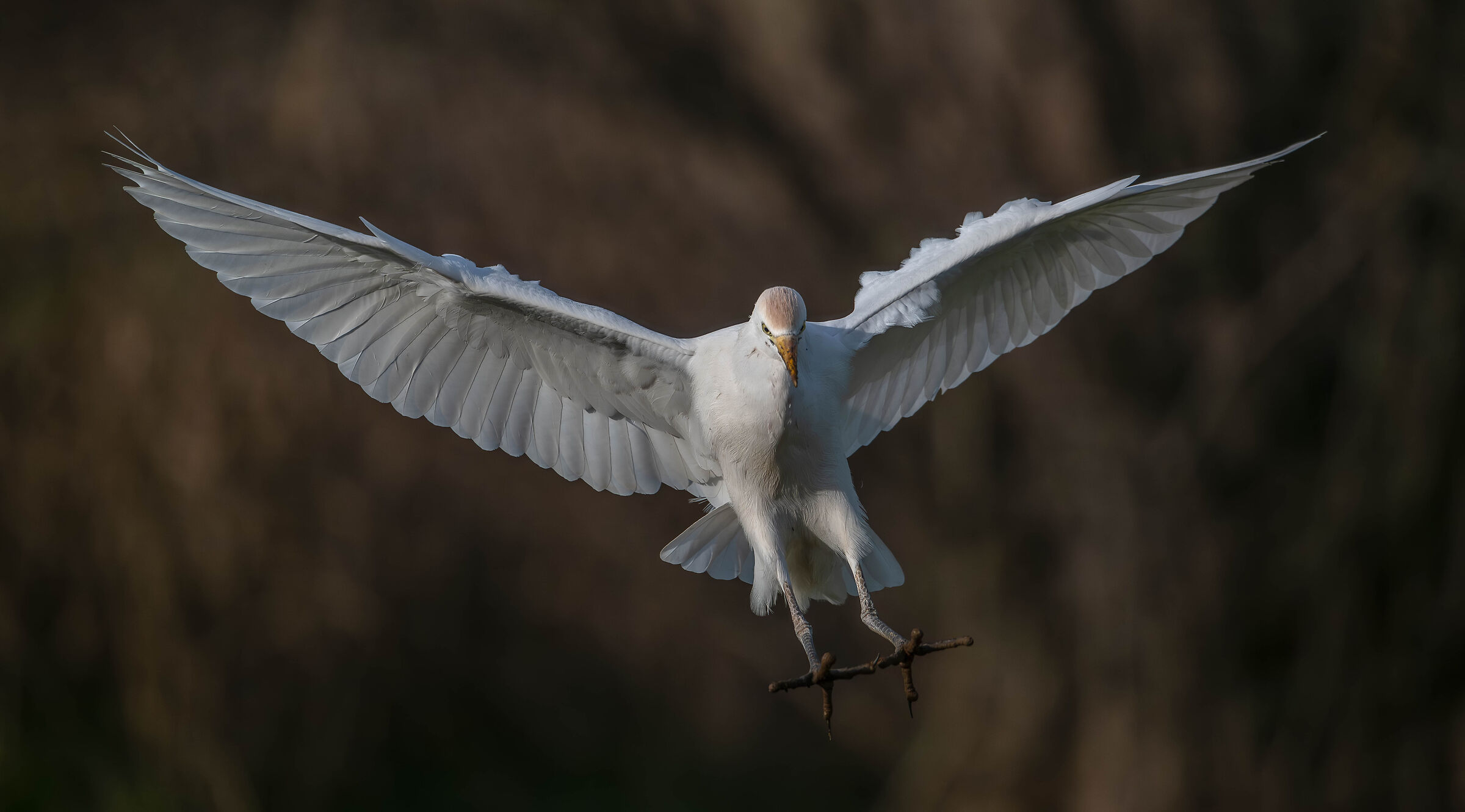 Cattle Egret