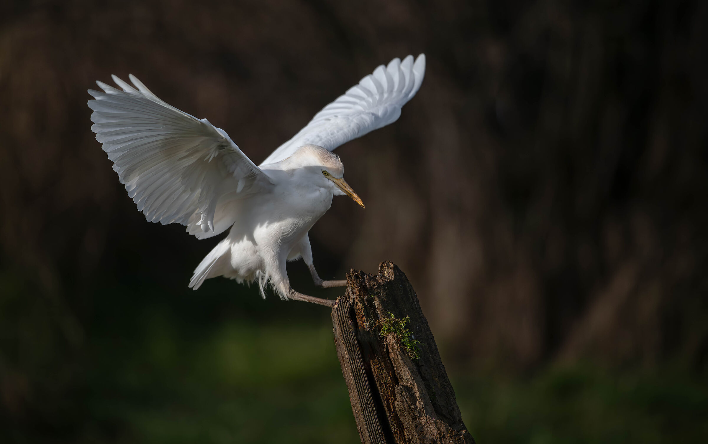 cattle egret