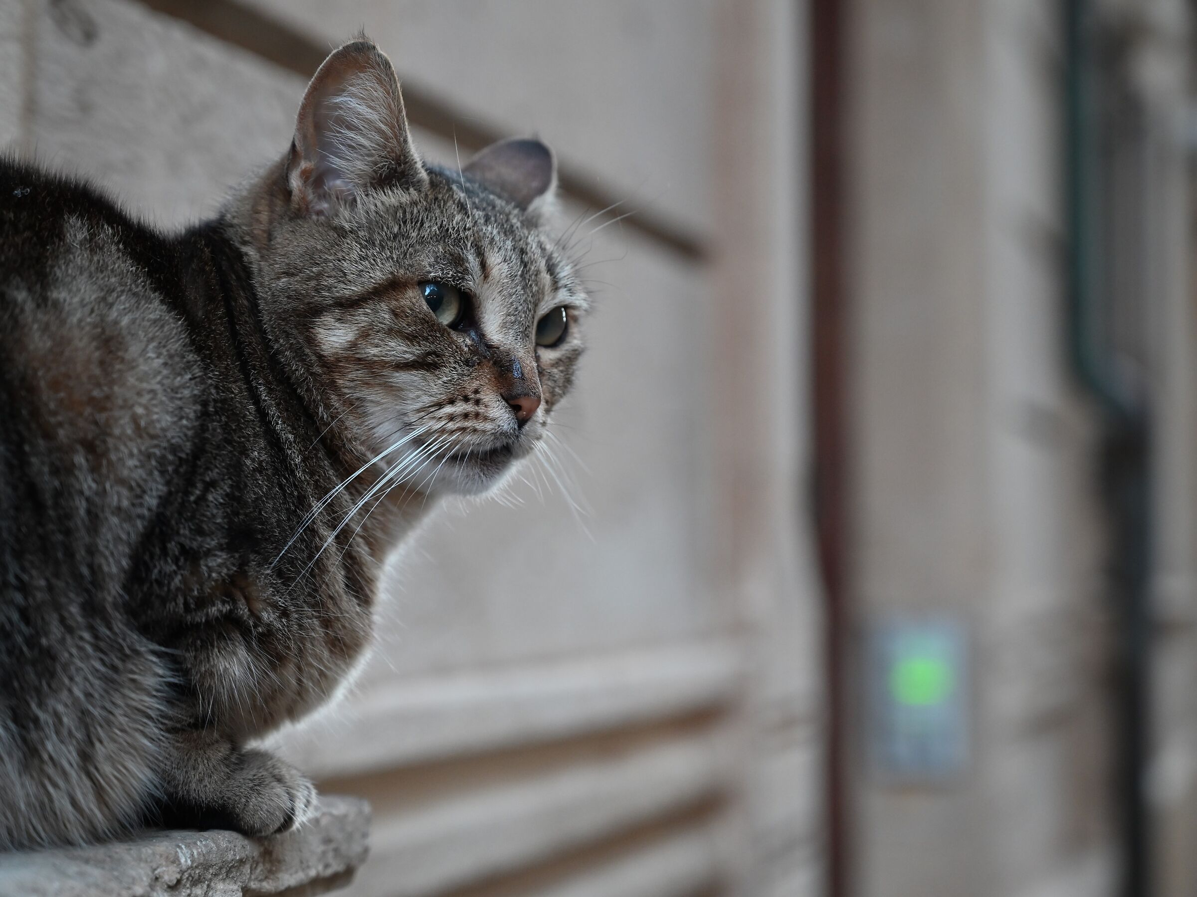 Feline Thoughts