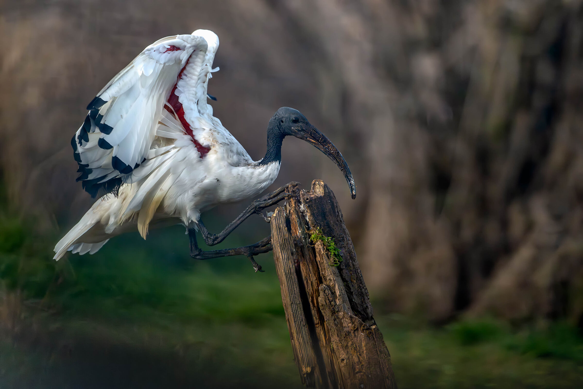 Sacred Ibis