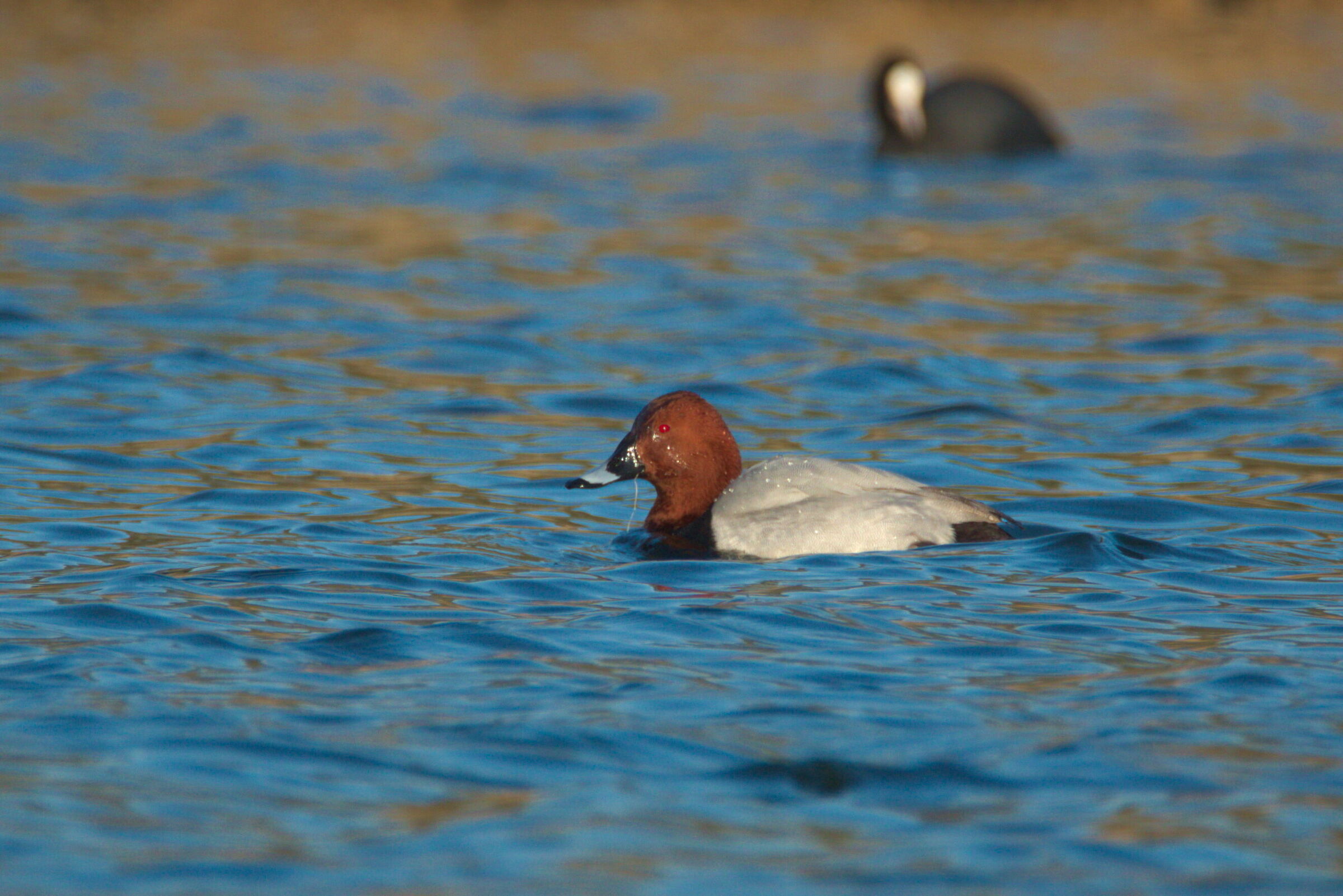 Pochard