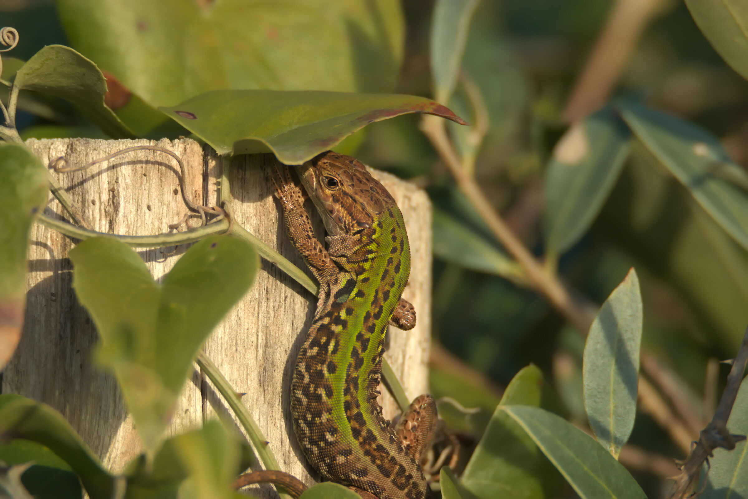 Common lizard