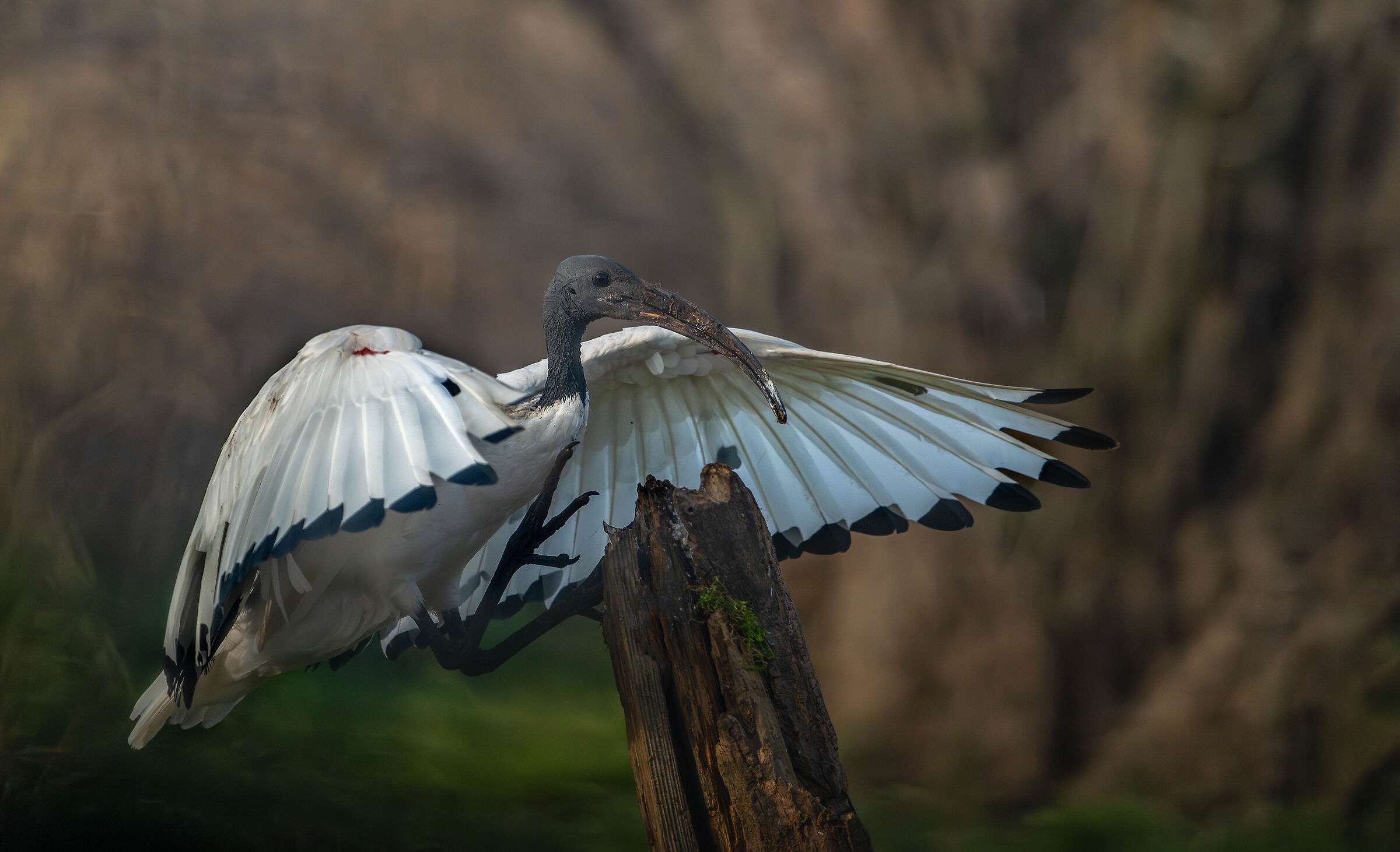 Sacred Ibis