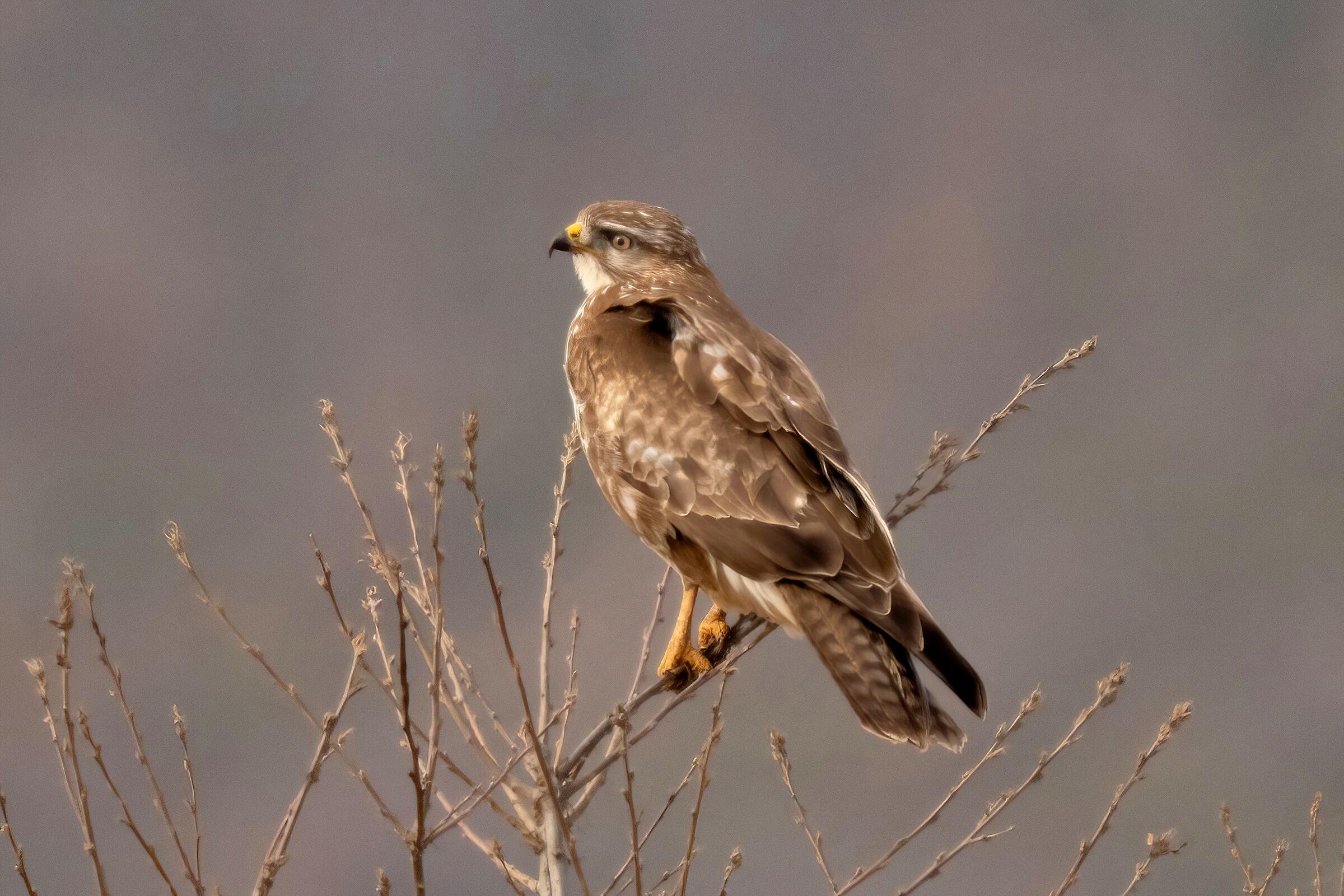 Buzzard (Buteo buteo)