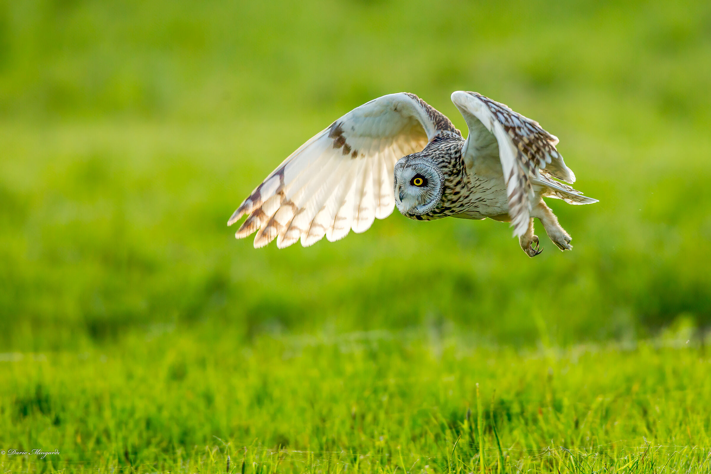 Swamp owl