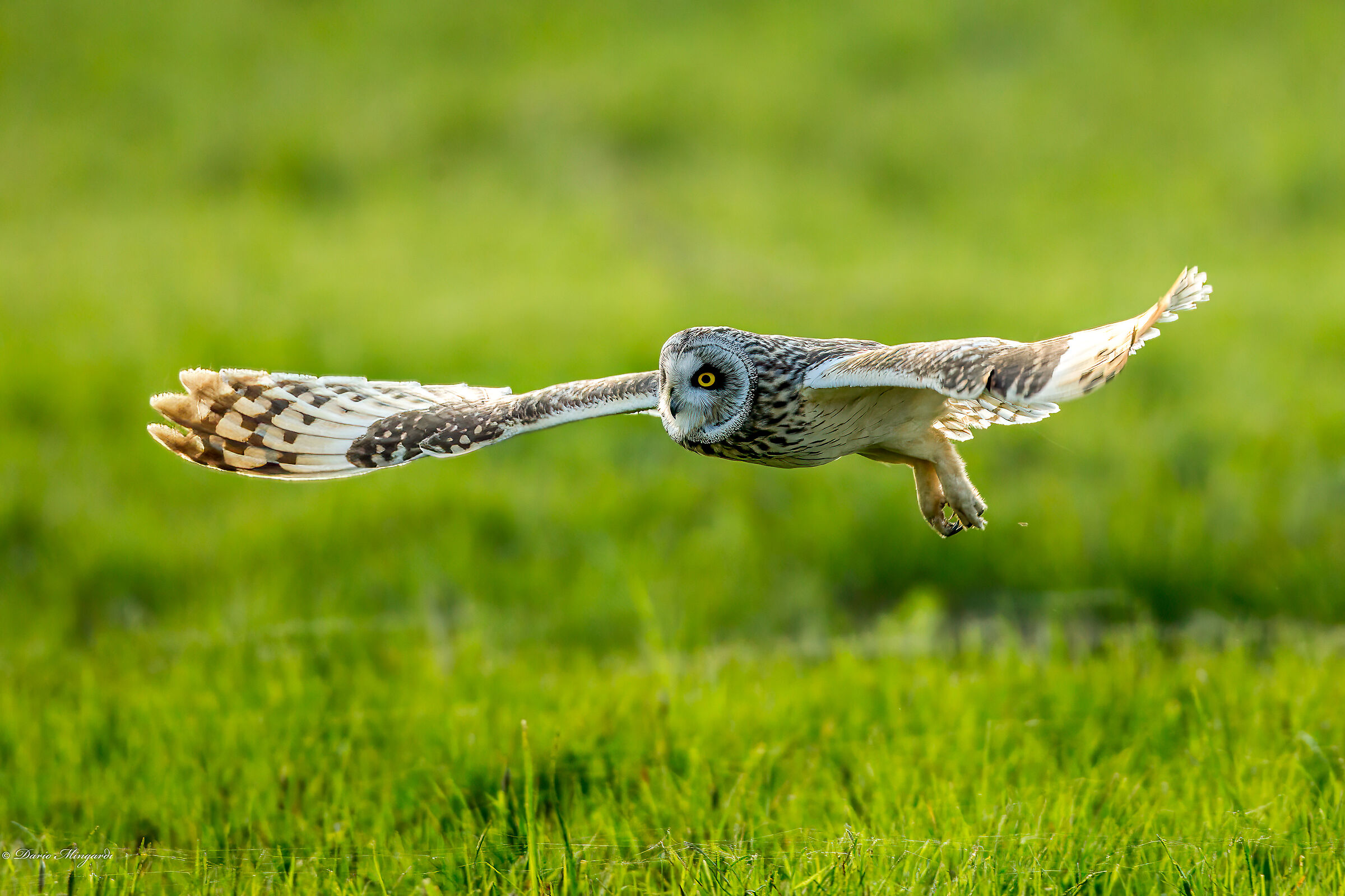 Swamp owl