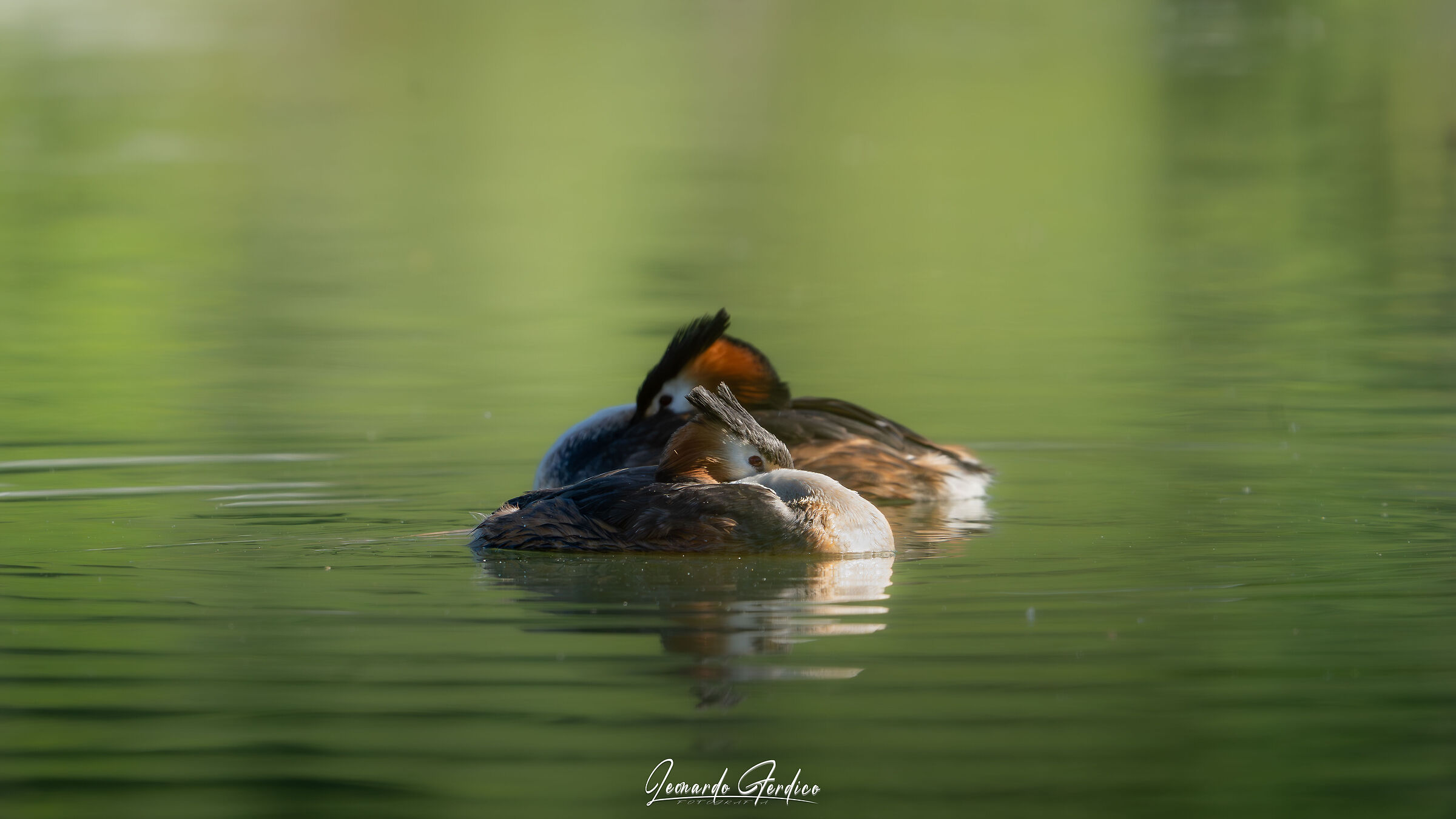 Close neighbors... Grebes