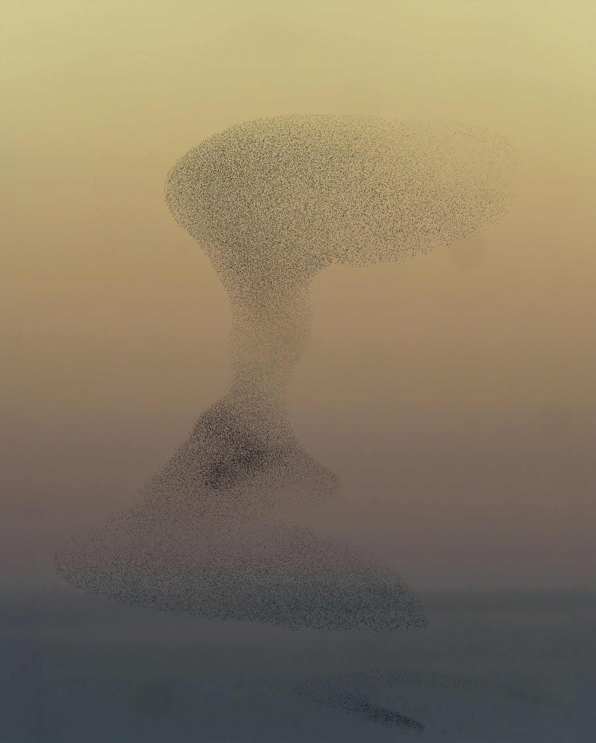 murmuration of starlings