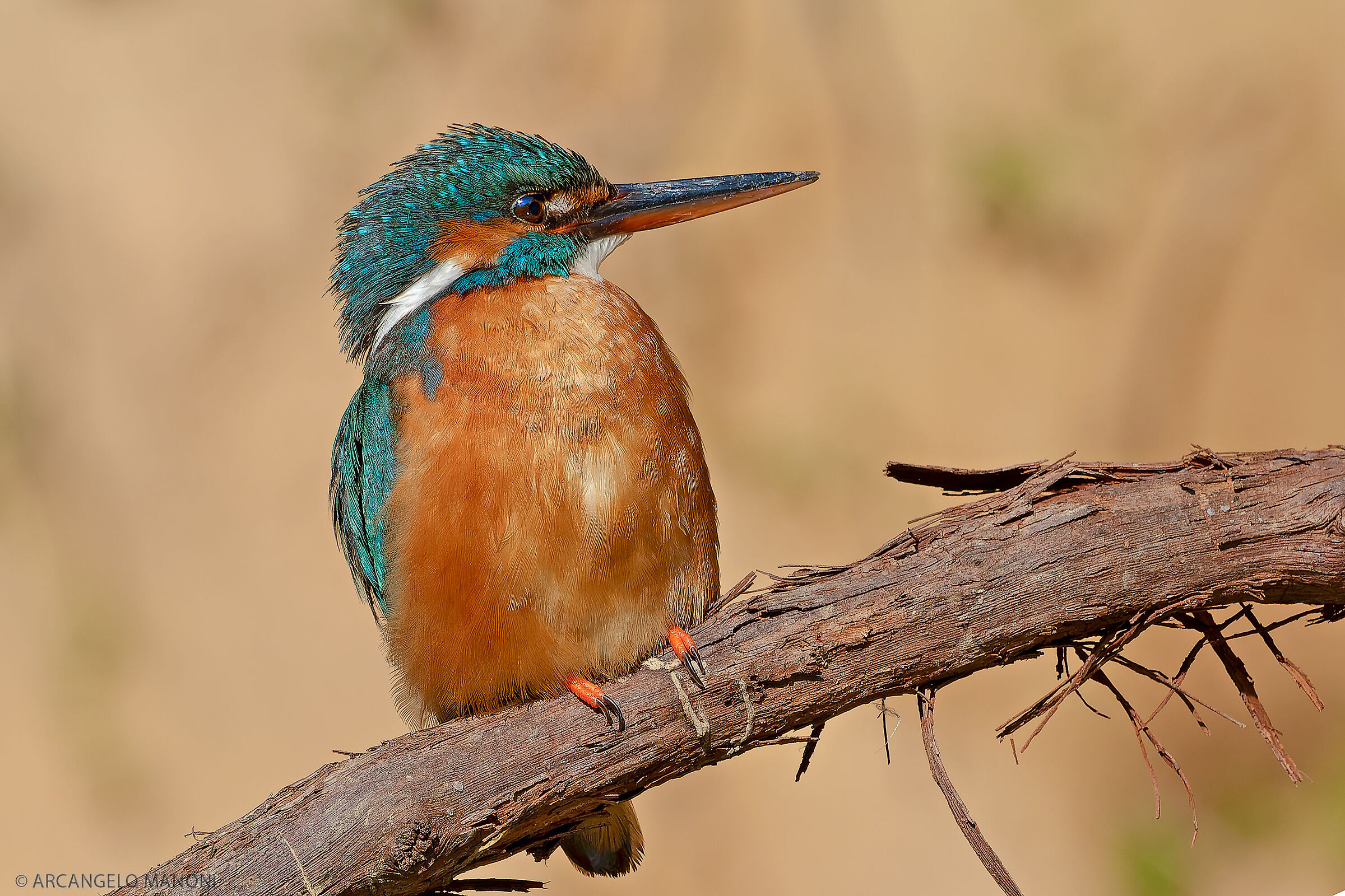 Kingfisher