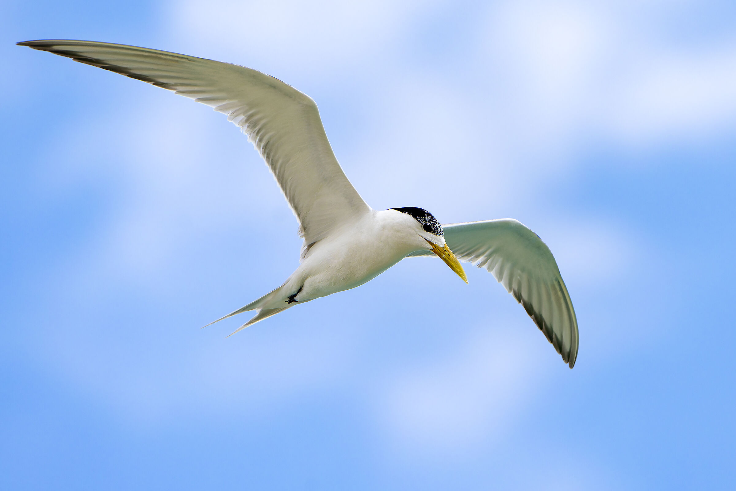 Sterna crestata - Australia orientale