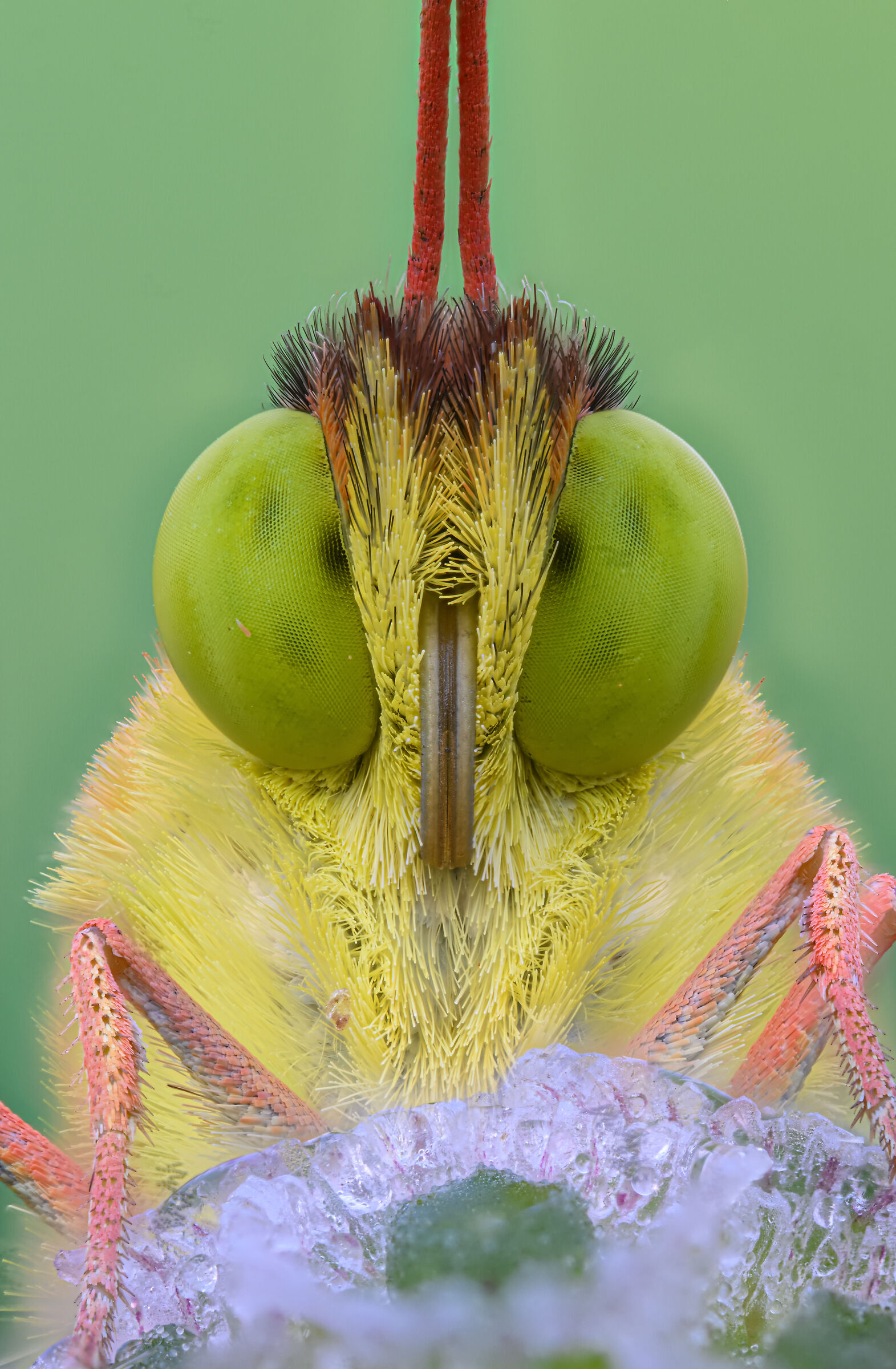 Face to face with Colias crocea