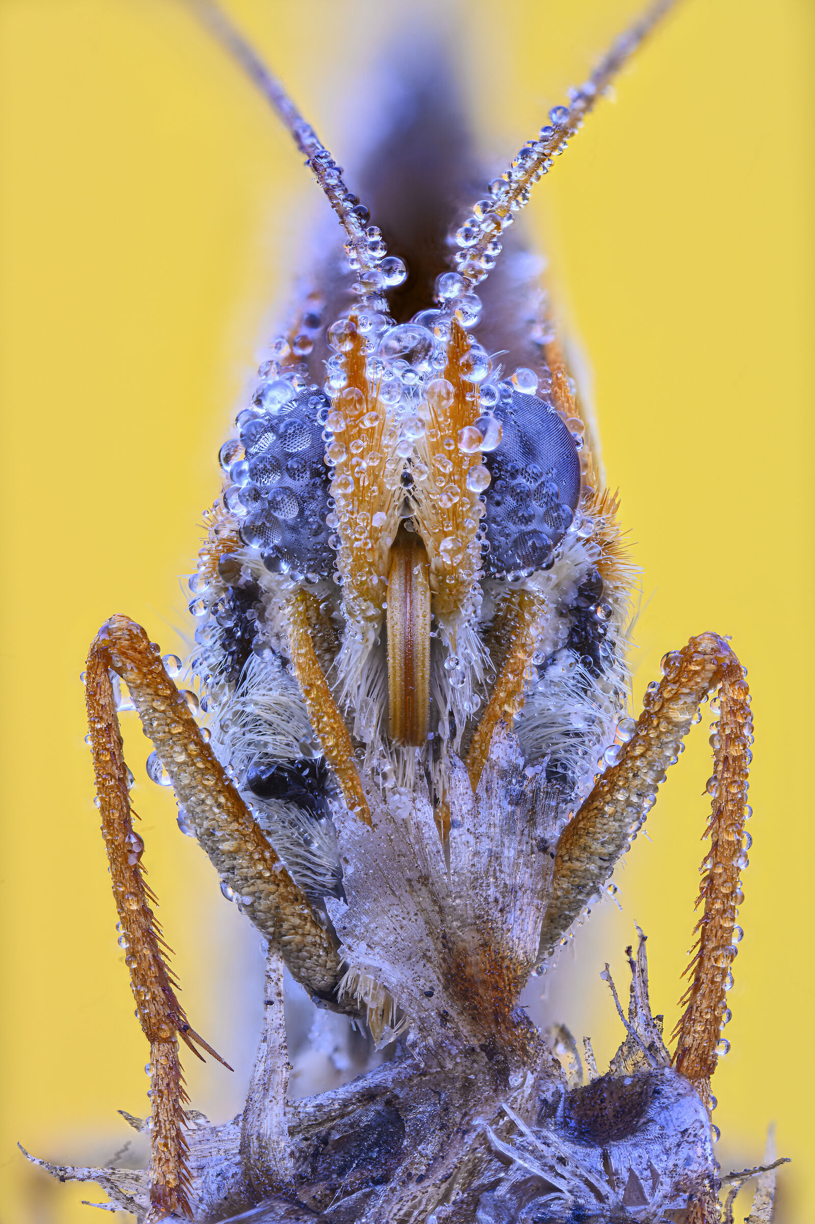 Melitaea didyma covered by dew drops