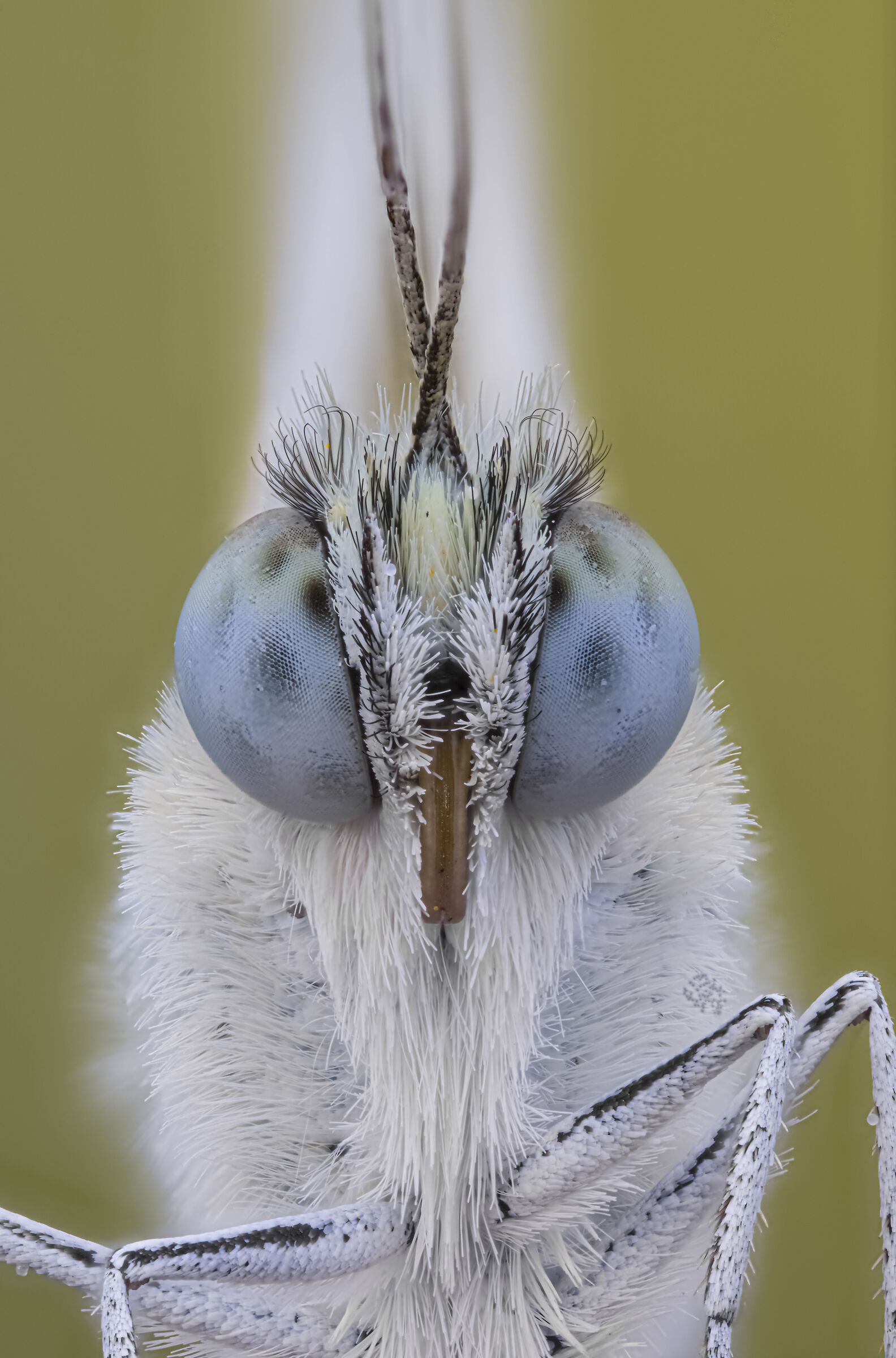 Face to face with Ponti edusa