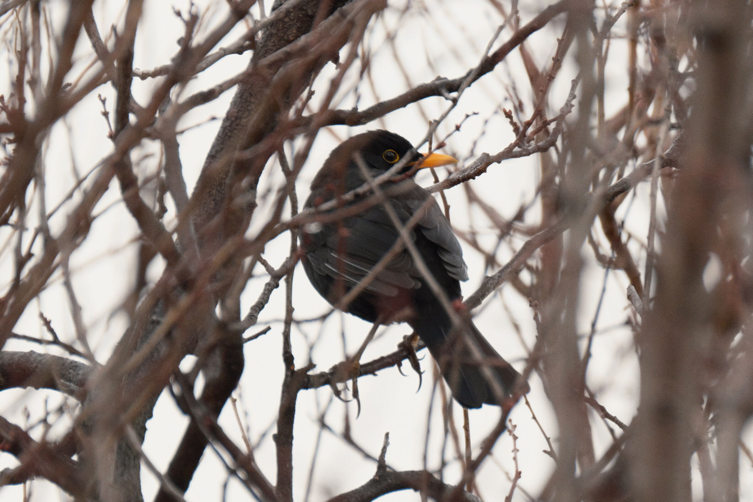 In the intrigue of the branches...