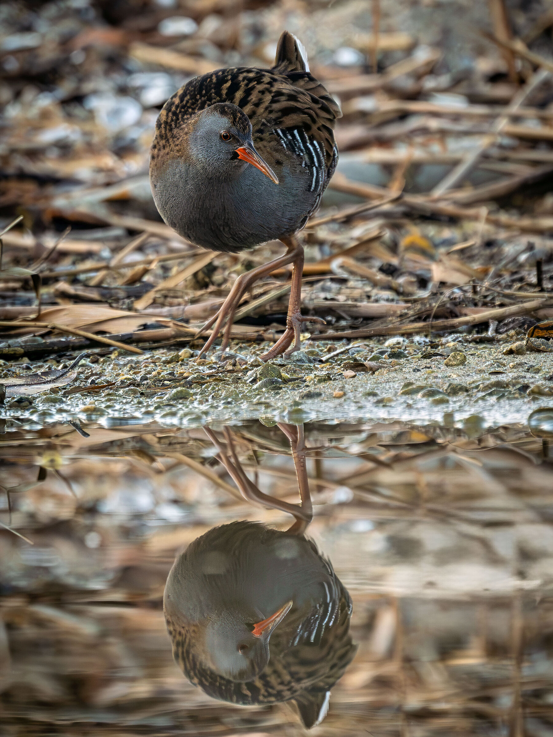 Water rail in the mirror