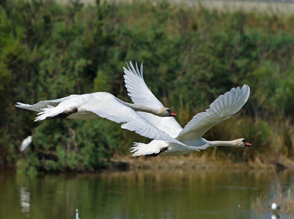 Cigni in volo