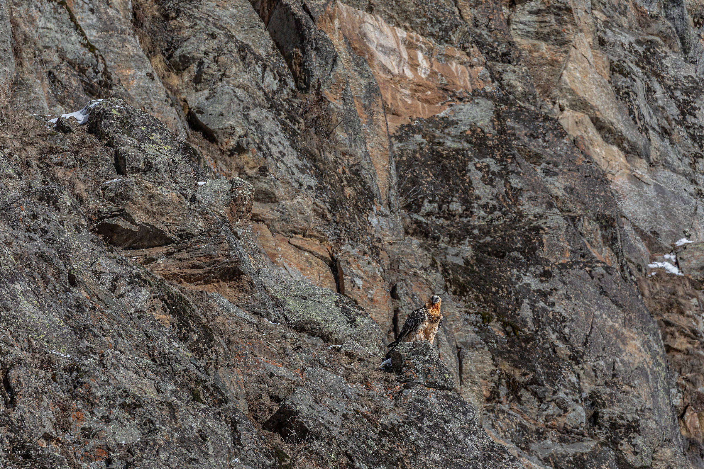 Gippo e la membrana nittitante...