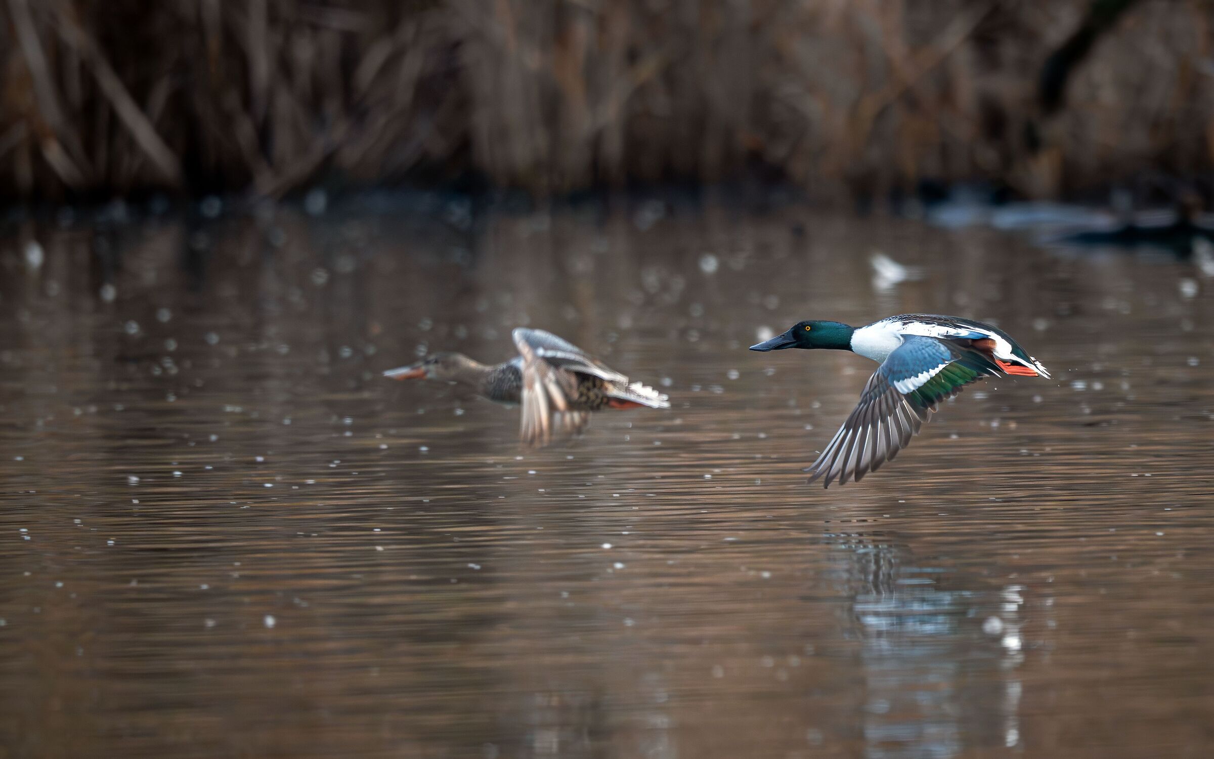 Shovelers in flight