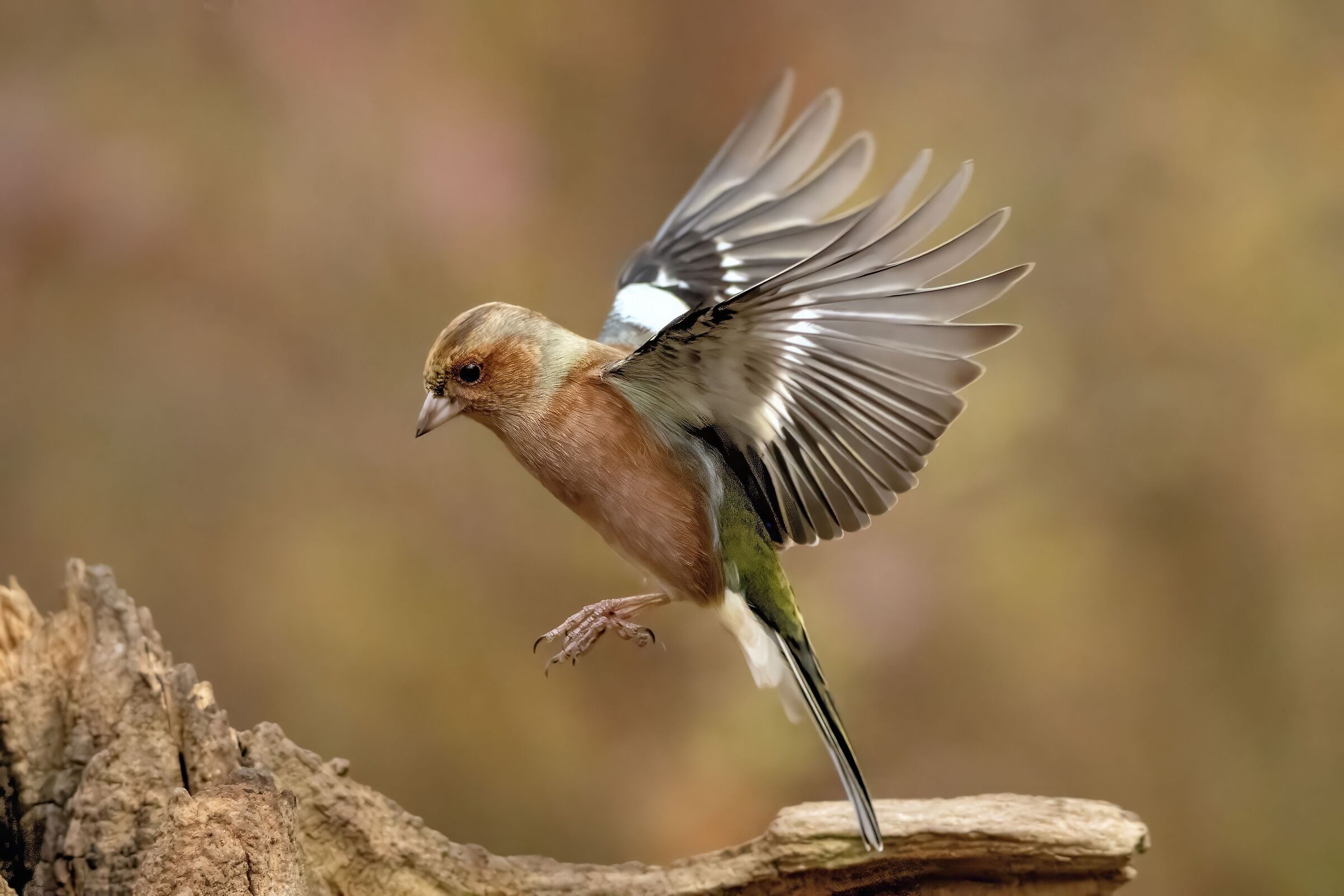 Chaffinch - Fringilla coelebs