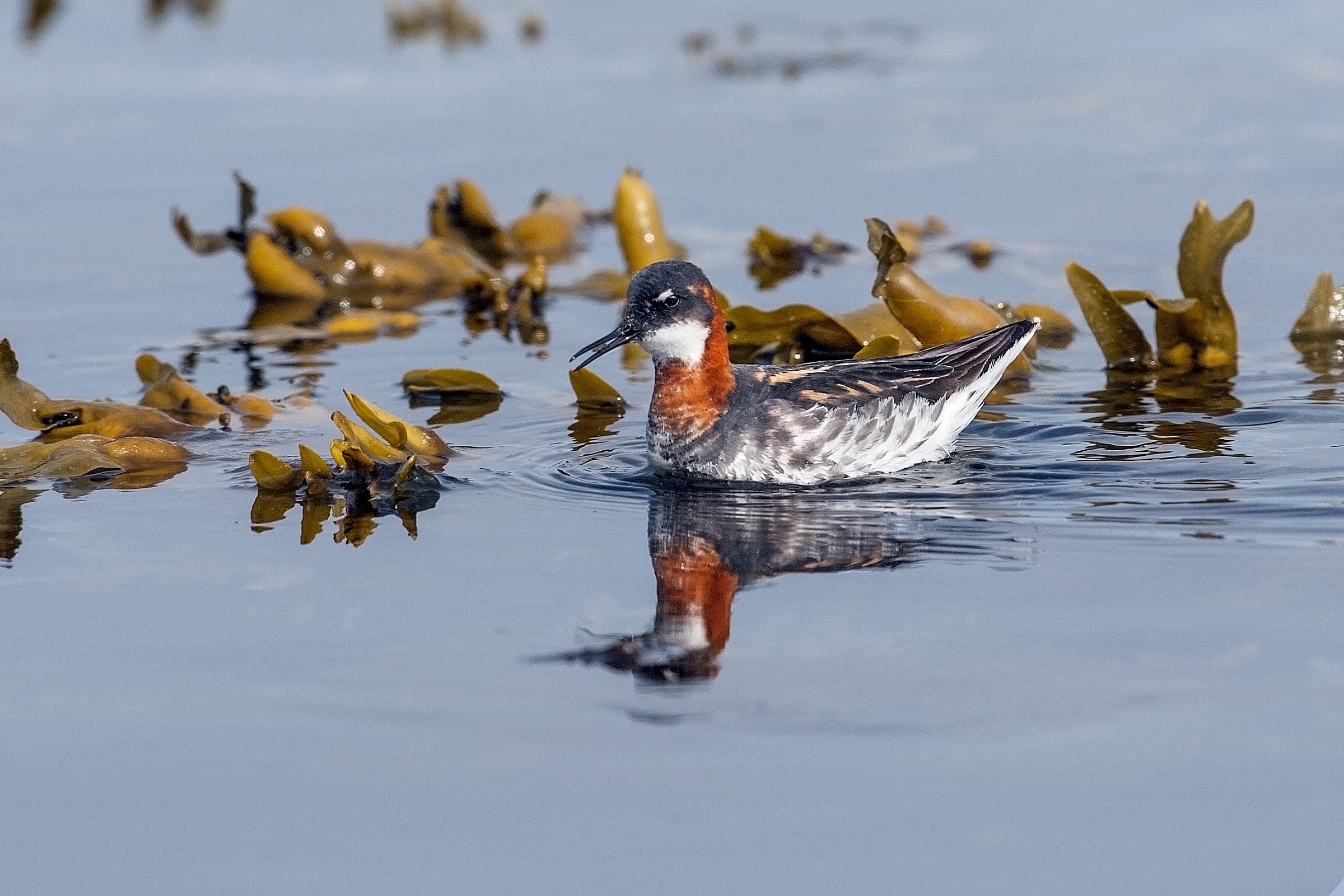 Red-necked Phalarope