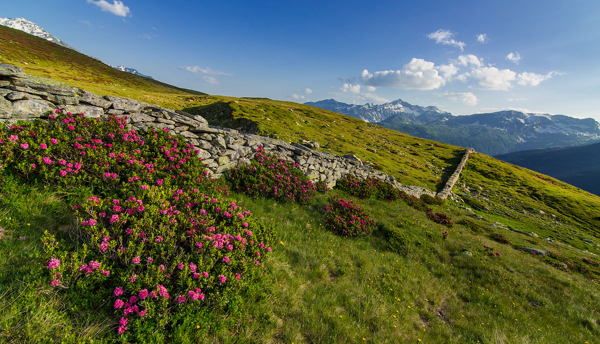 Rododendri sull'Altopiano degli Andossi