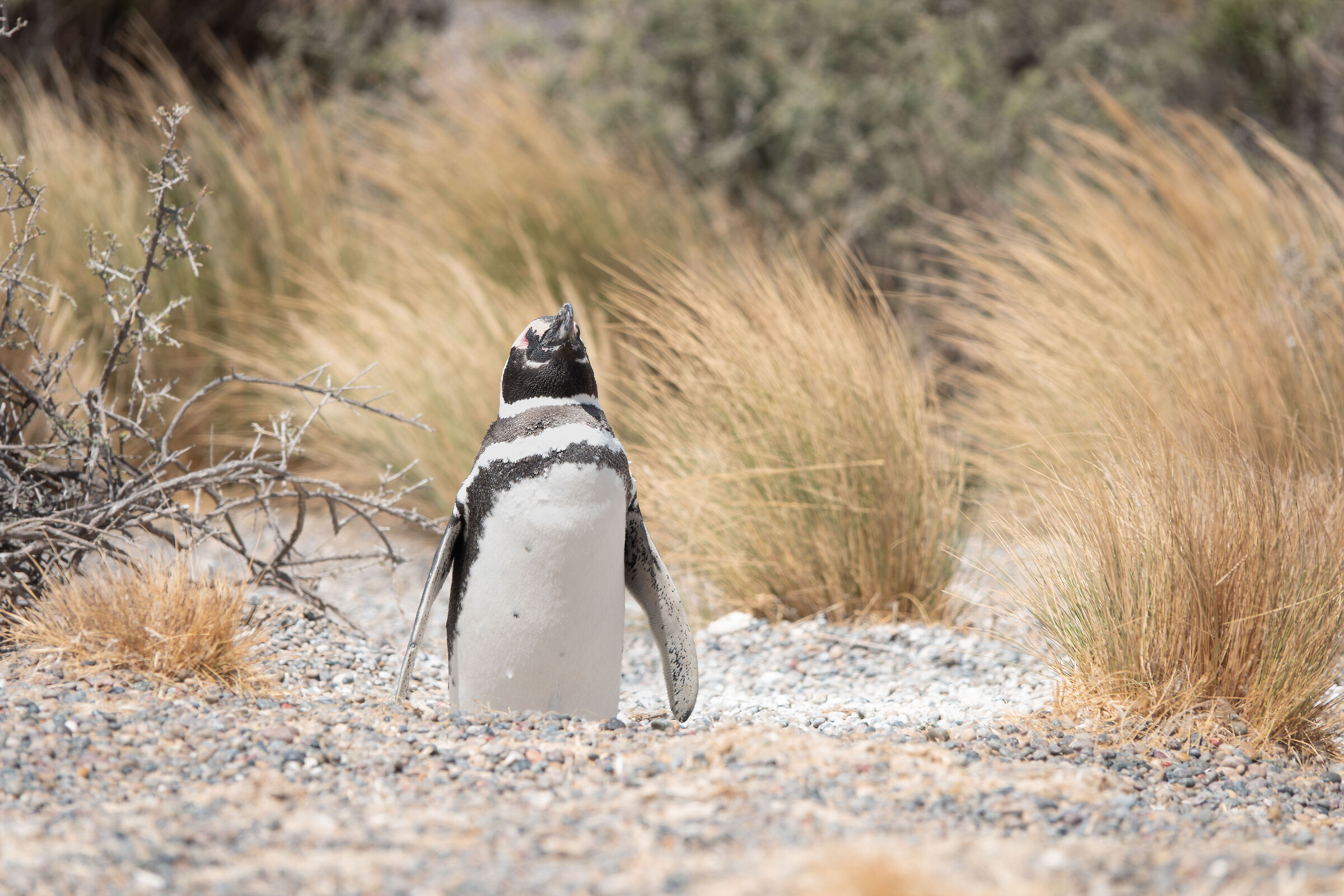 Magellanic penguin
