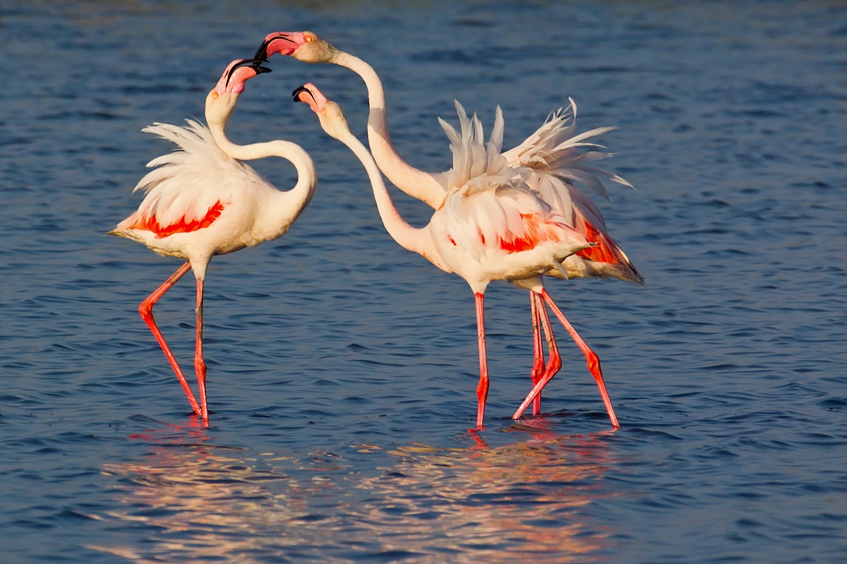 Tenerezze a tre .....