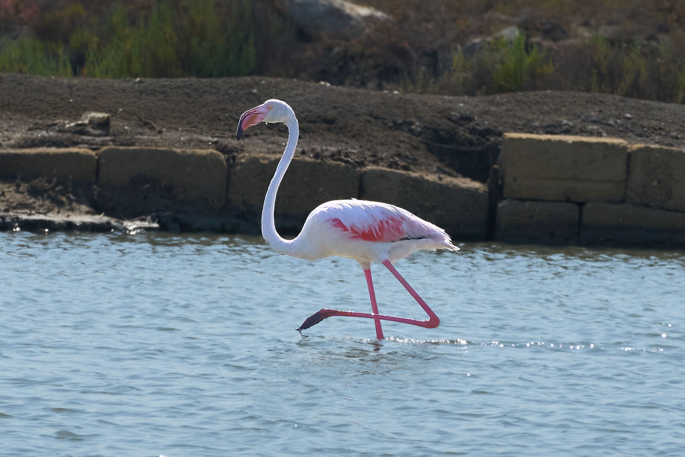 Flamingo in the salt pans