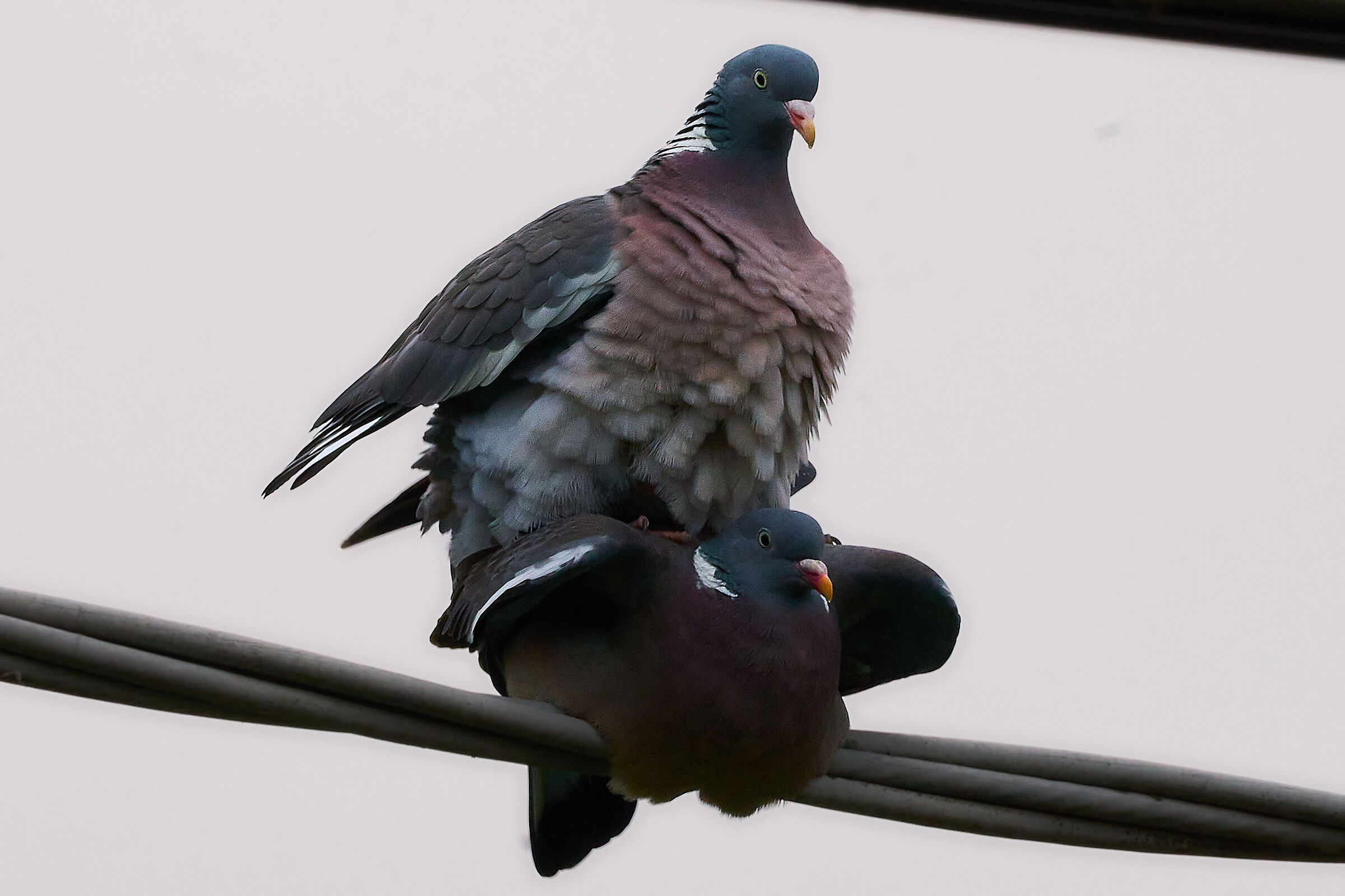 Pairing