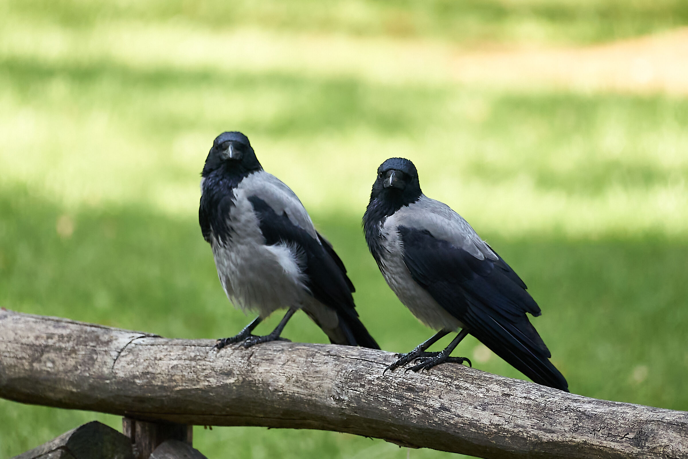 Crows