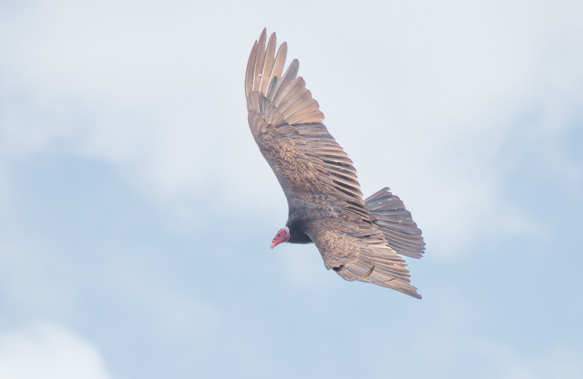 Red-necked vulture