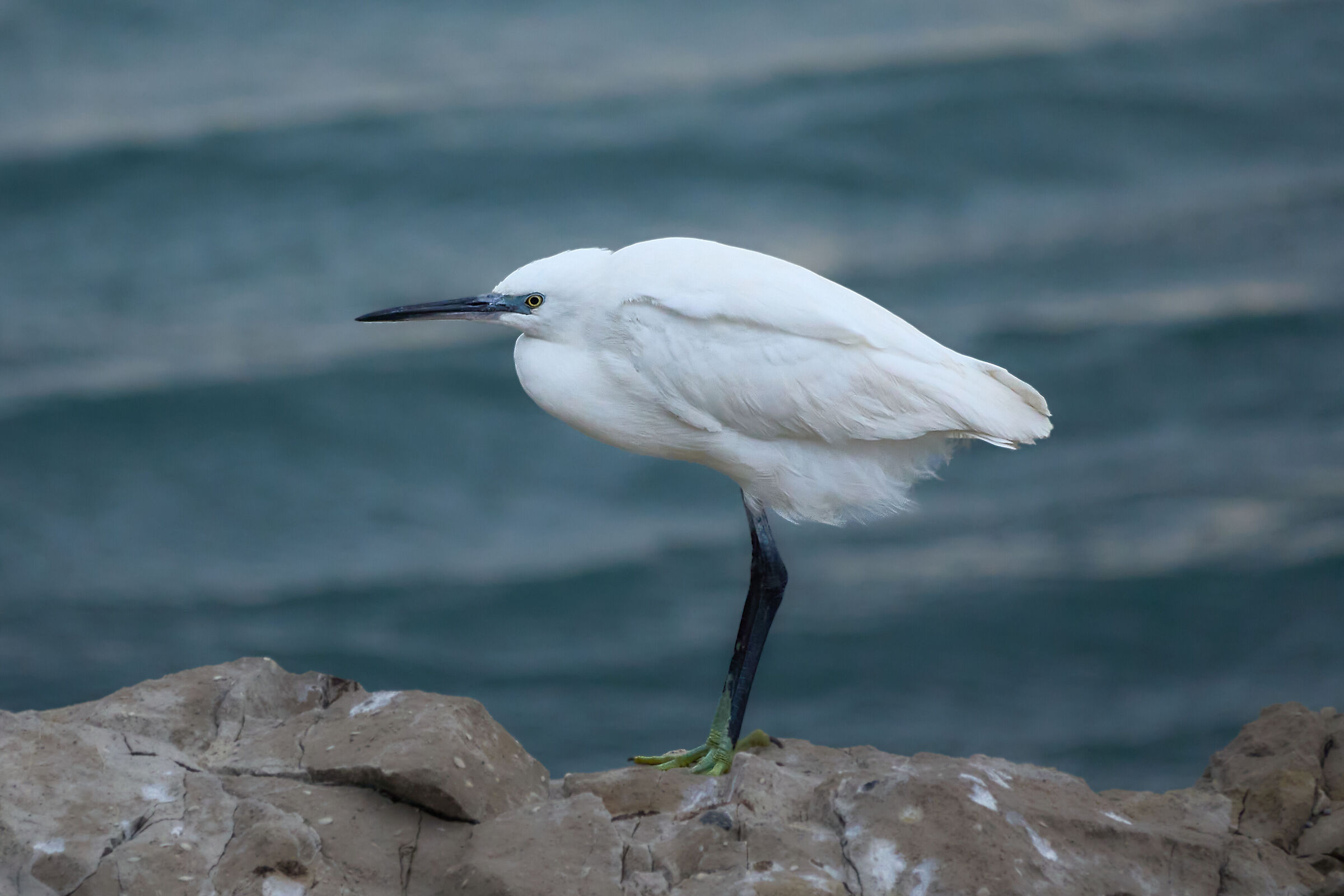 Little Egret in Miramare