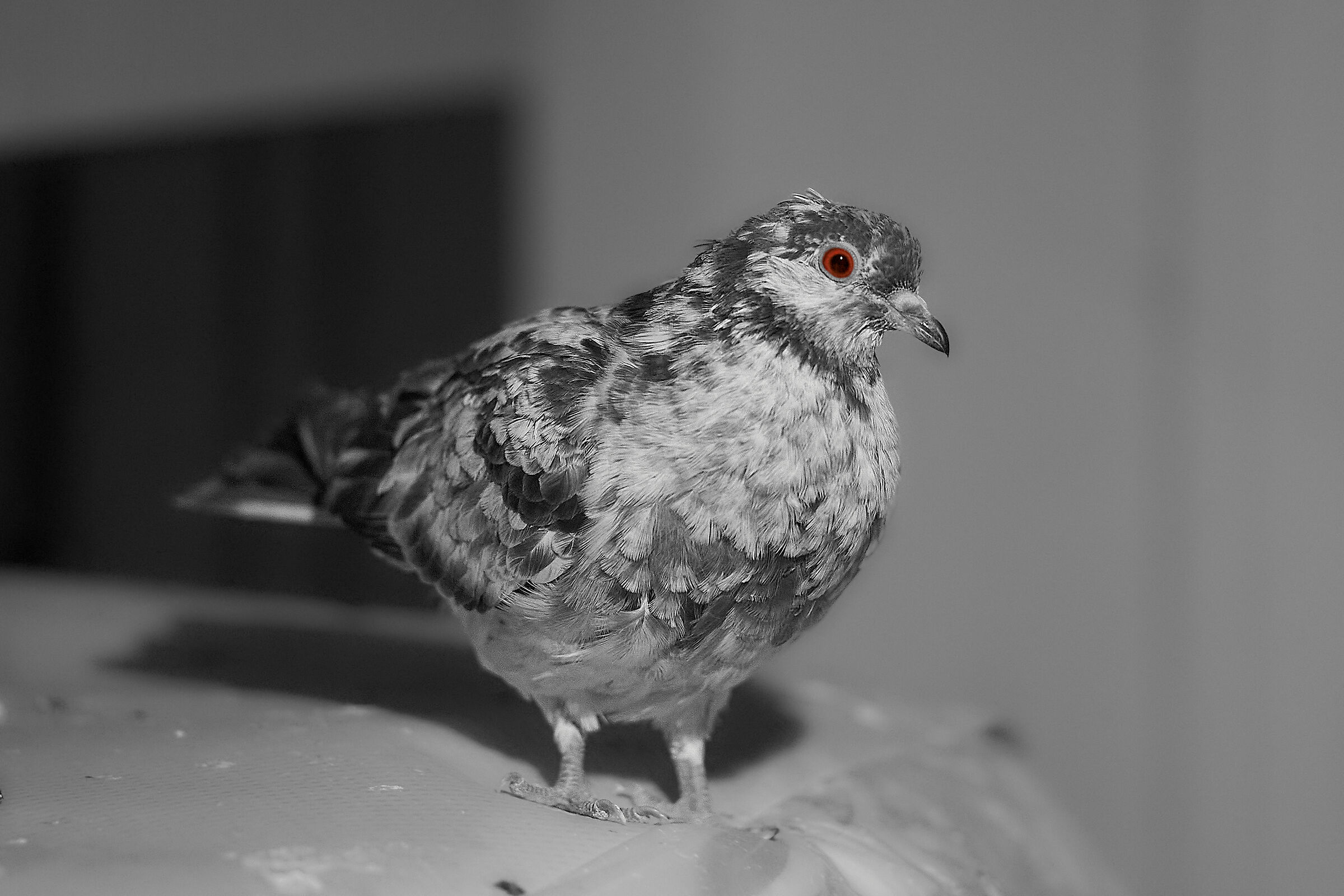 The latest born
