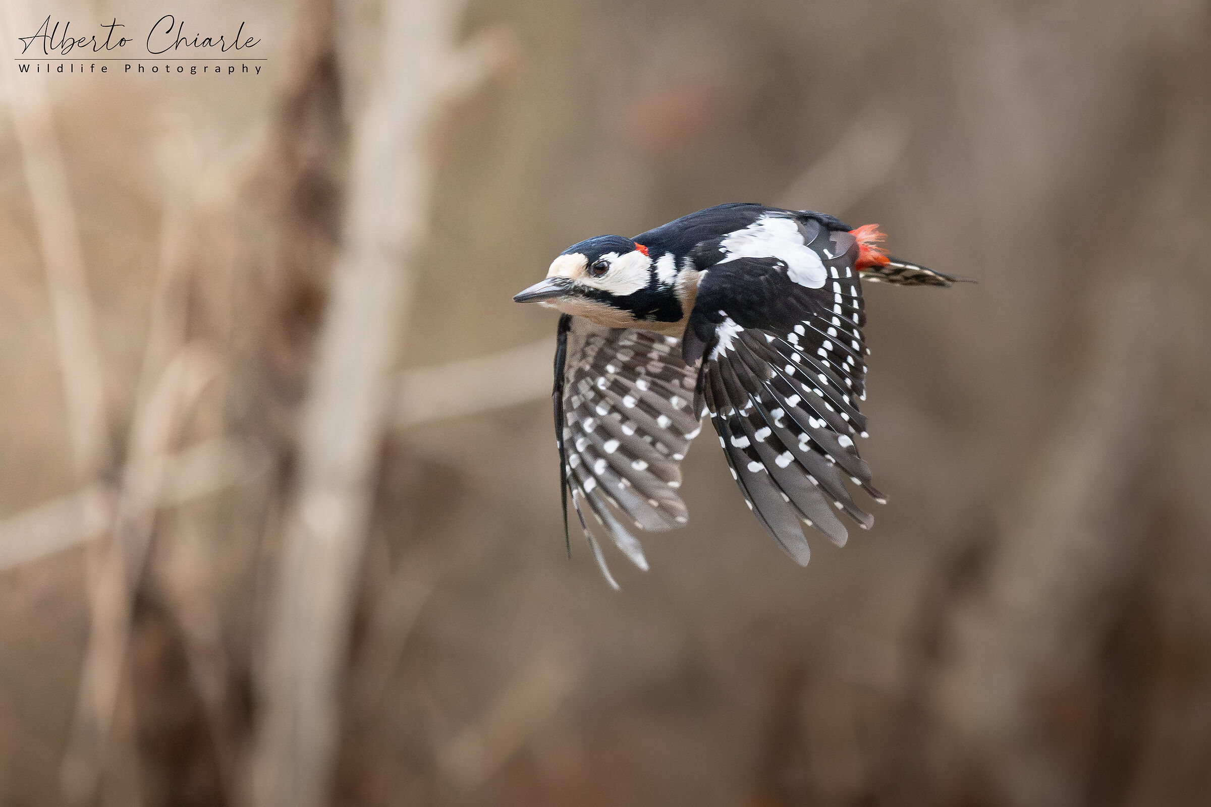 Woodpecker in flight