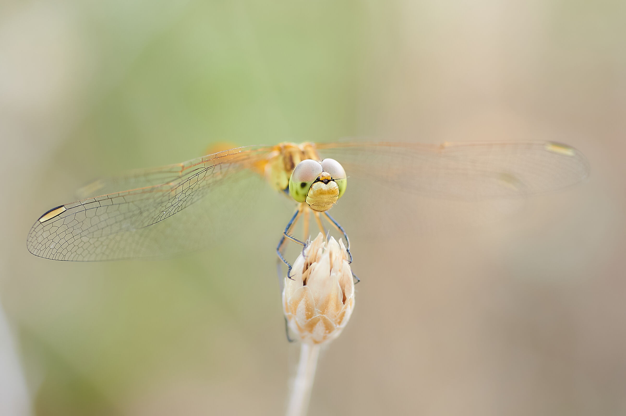 Libellula