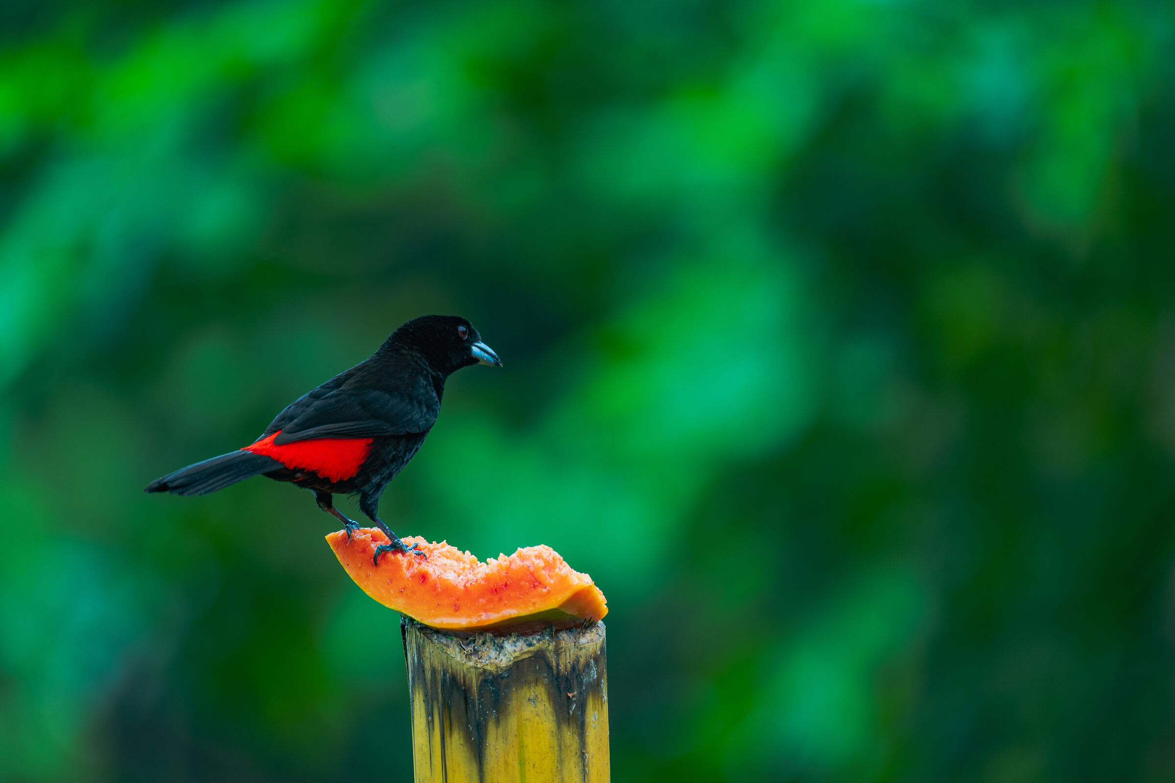A red flash in the green