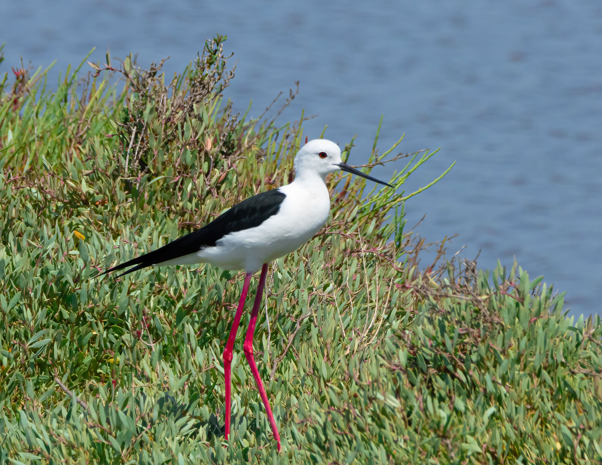 Black-winged Stilt