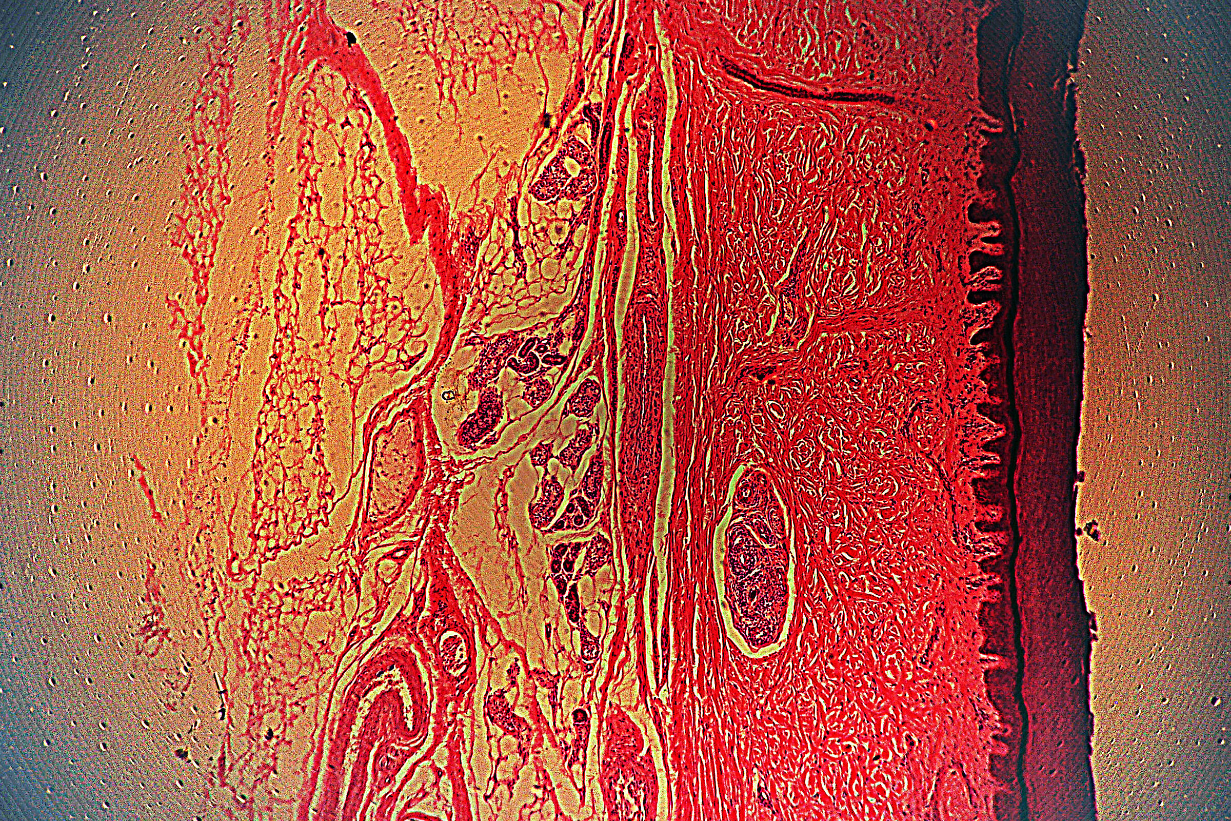 Cross section of human skin