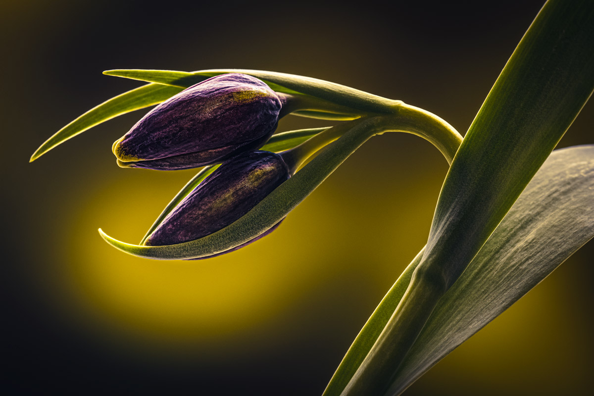 Spring knocks