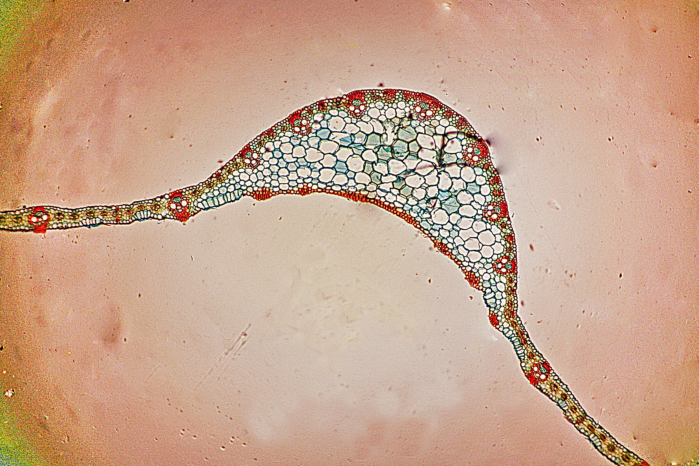 section of wheat leaf