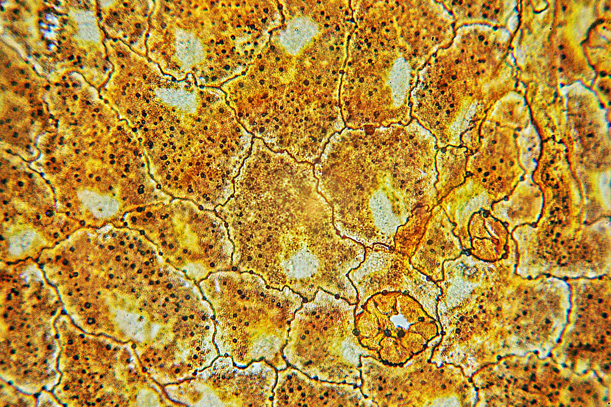 Frog skin single layer epitherial cells