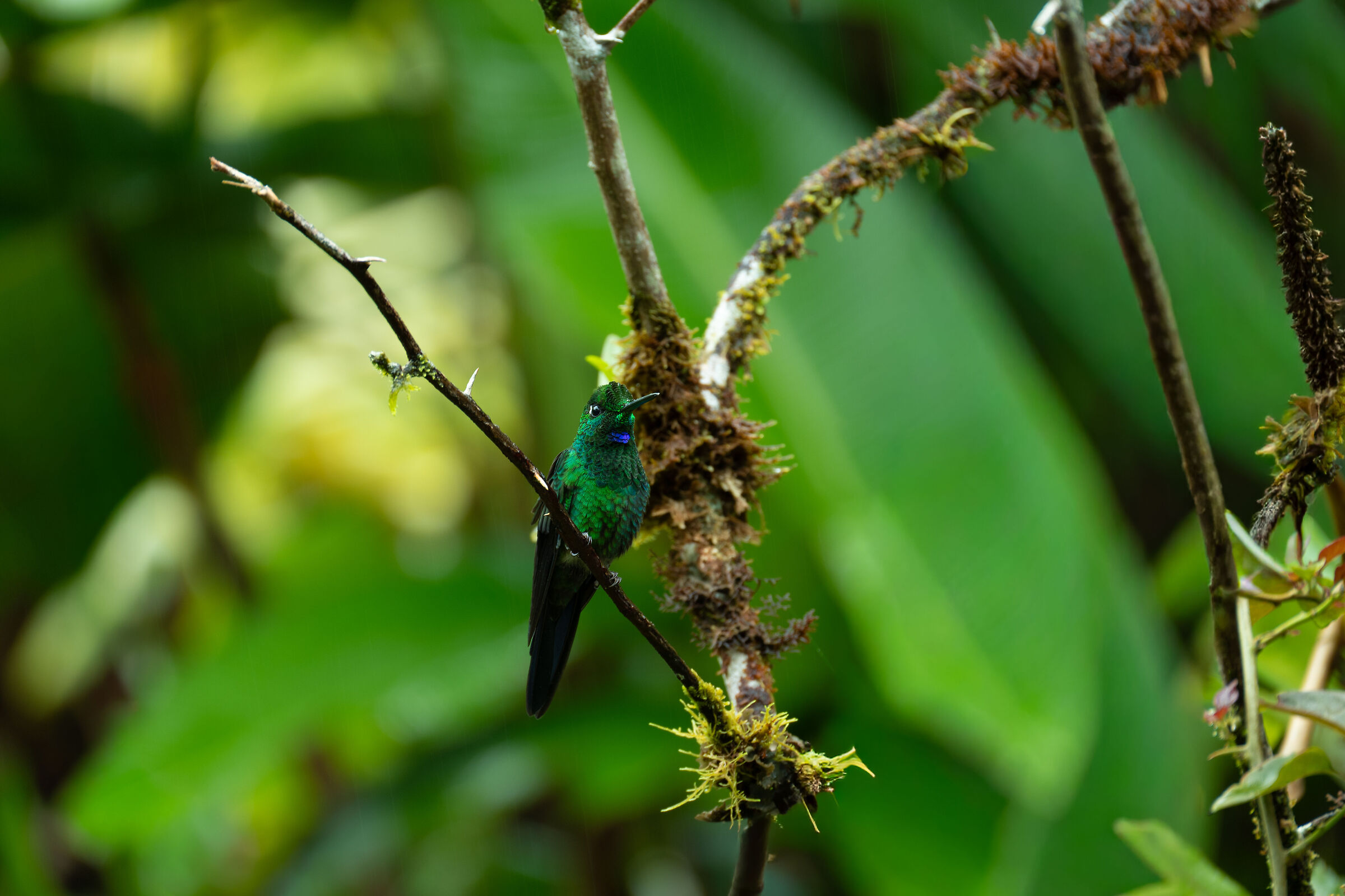 La scintilla verde