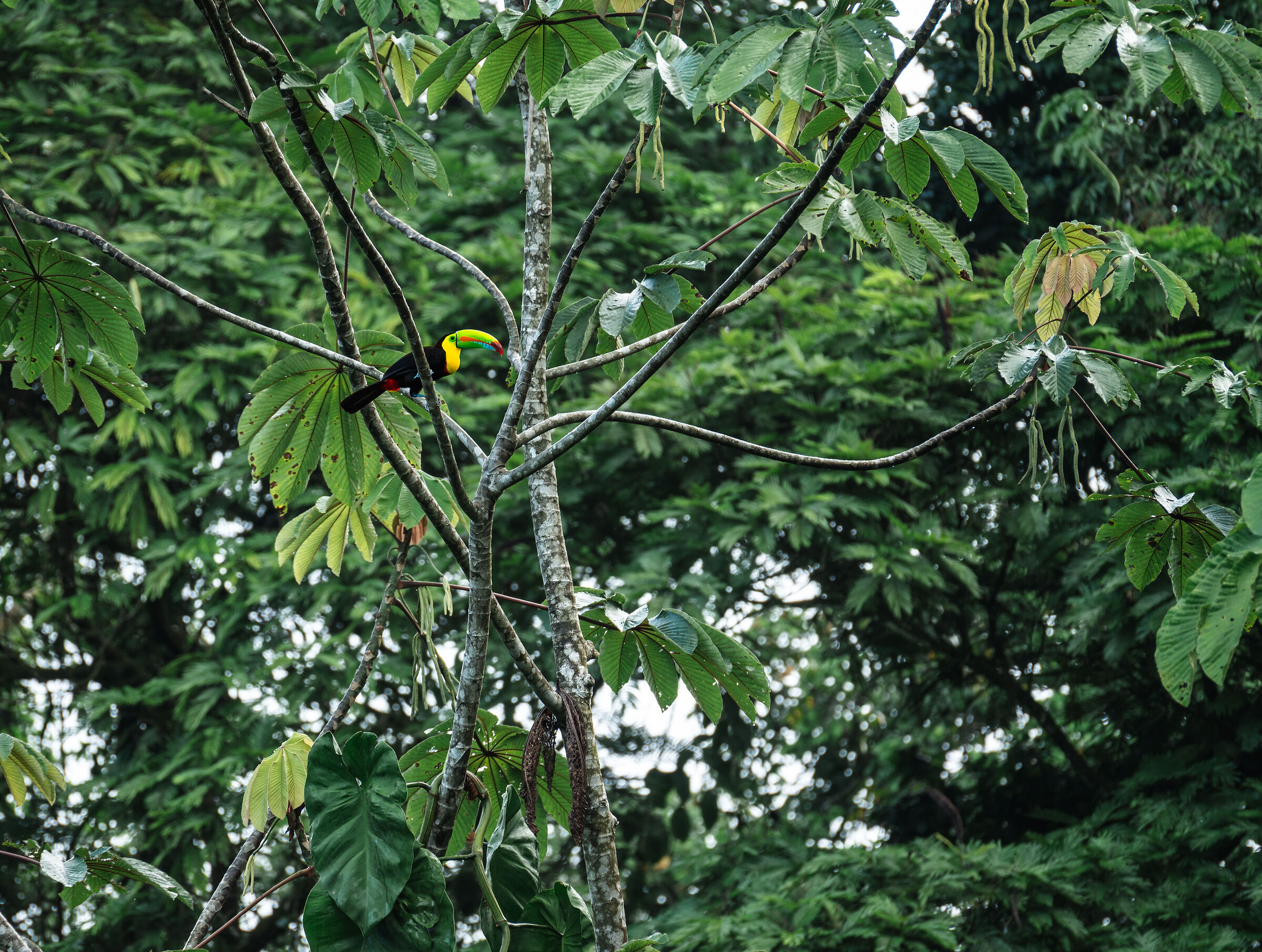 Rainbow in the jungle