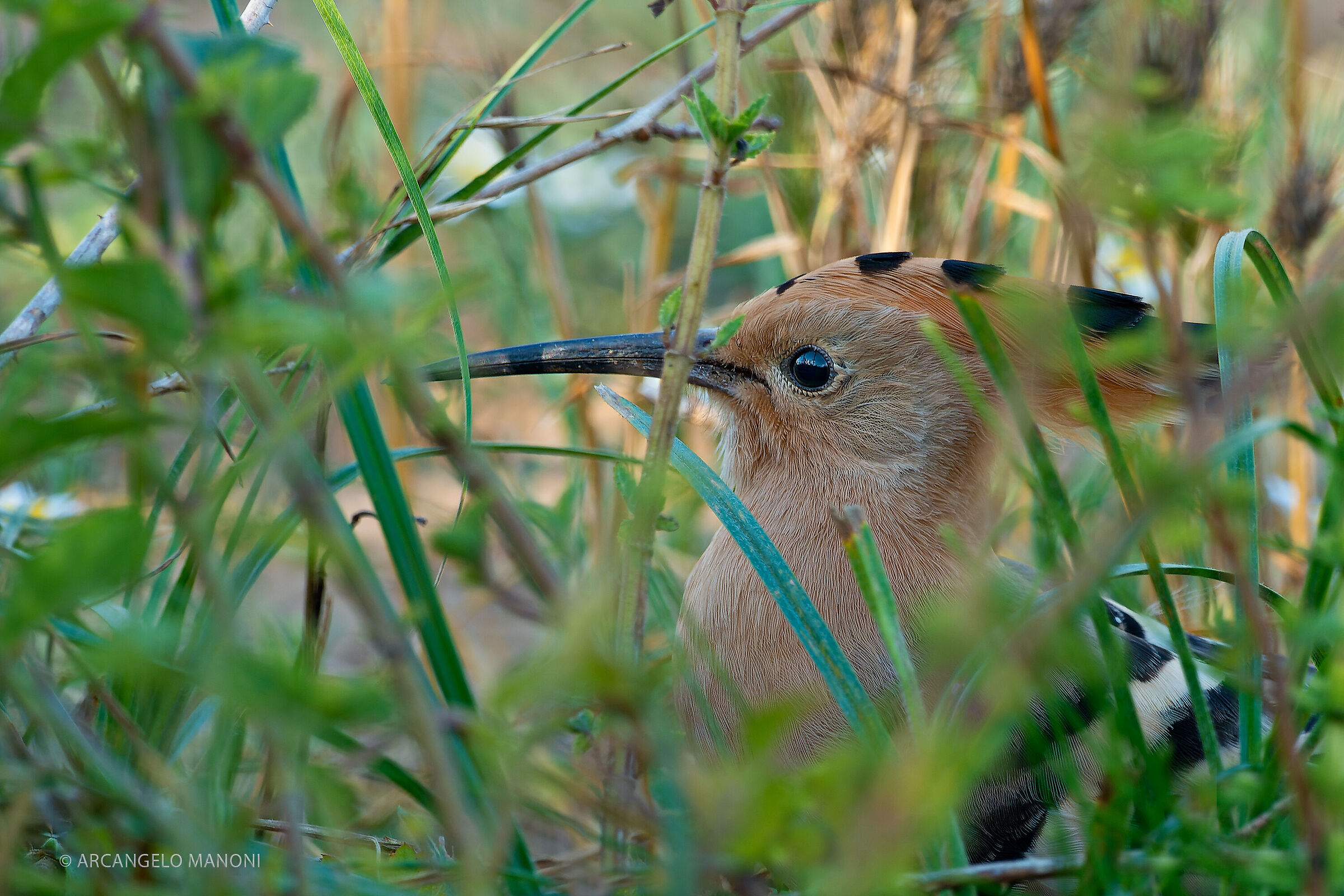 L'upupa tra l'erba spia il fotografo nascosto